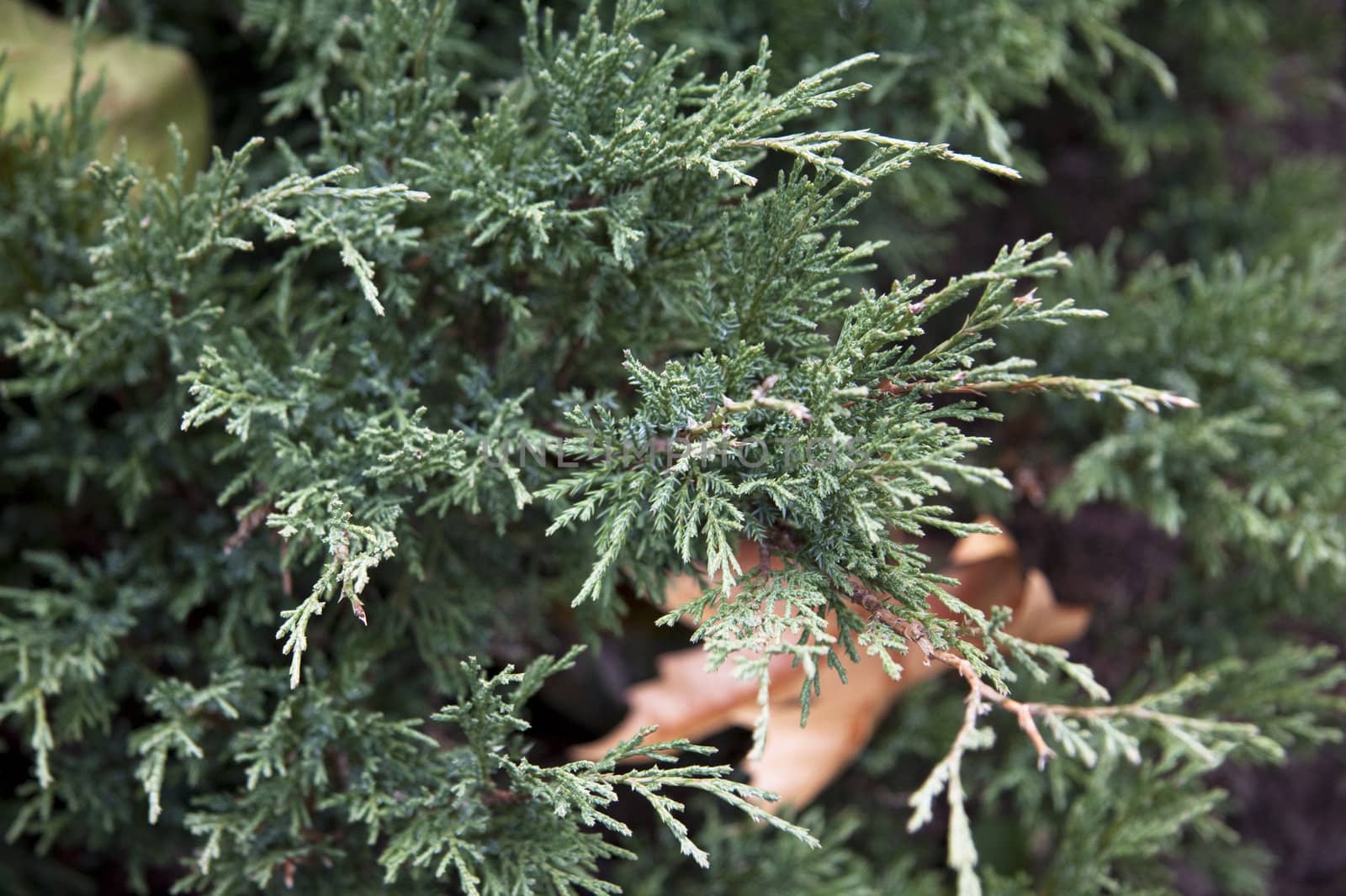 Pine tree close up background or texture