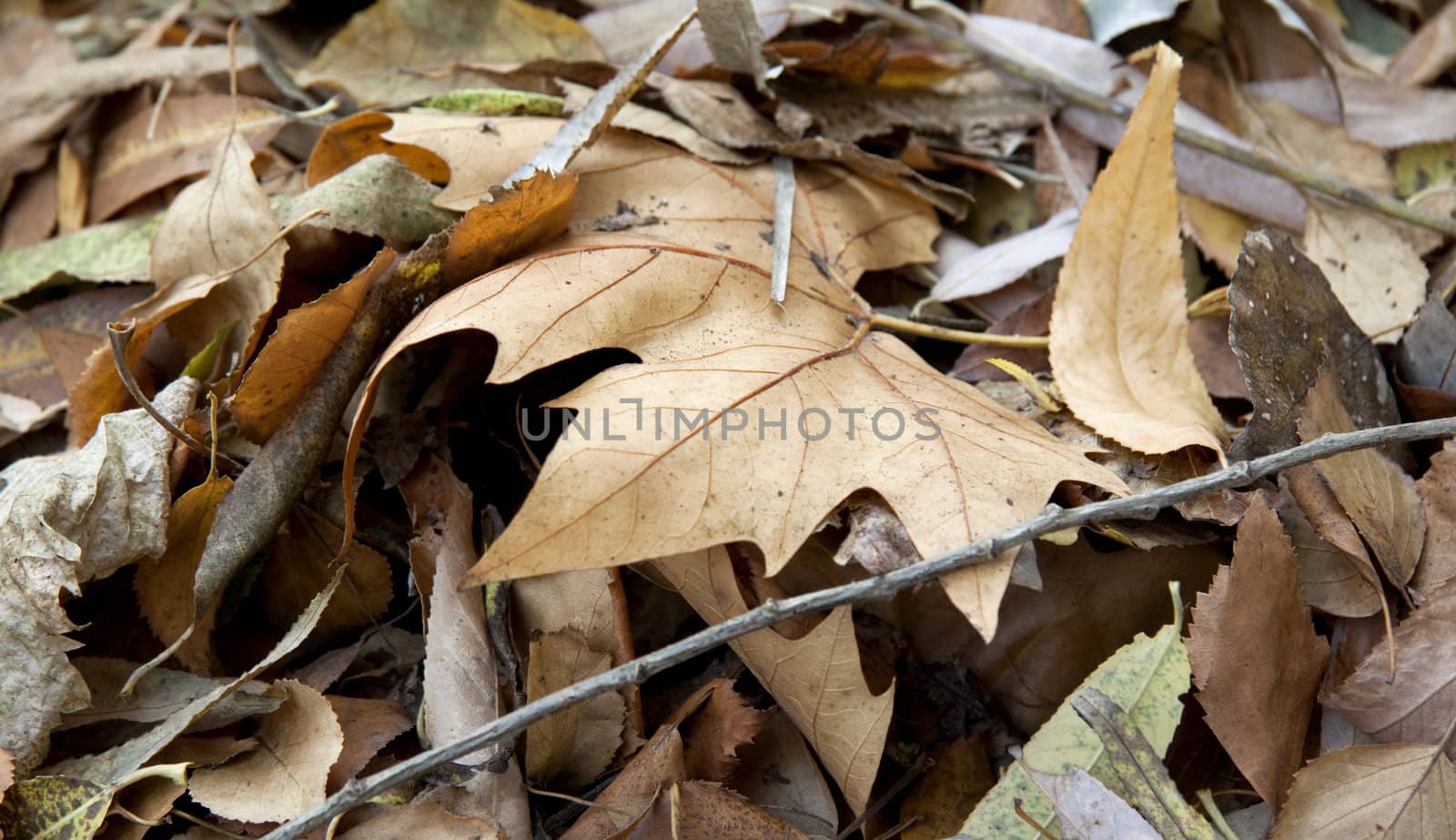 Dry leaves close up or background or texture