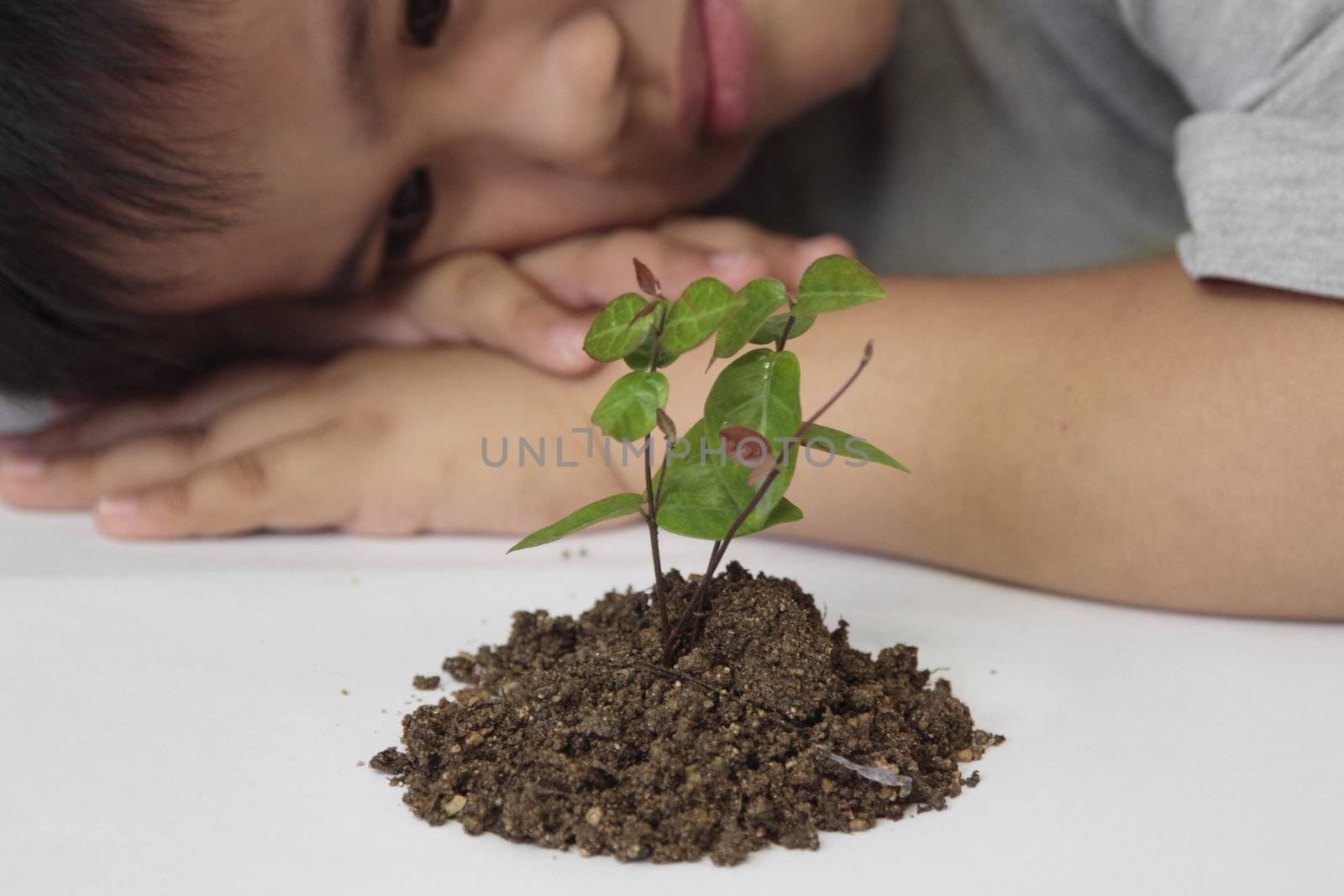 Investment concept - boy watching  a seedling in a white paper.