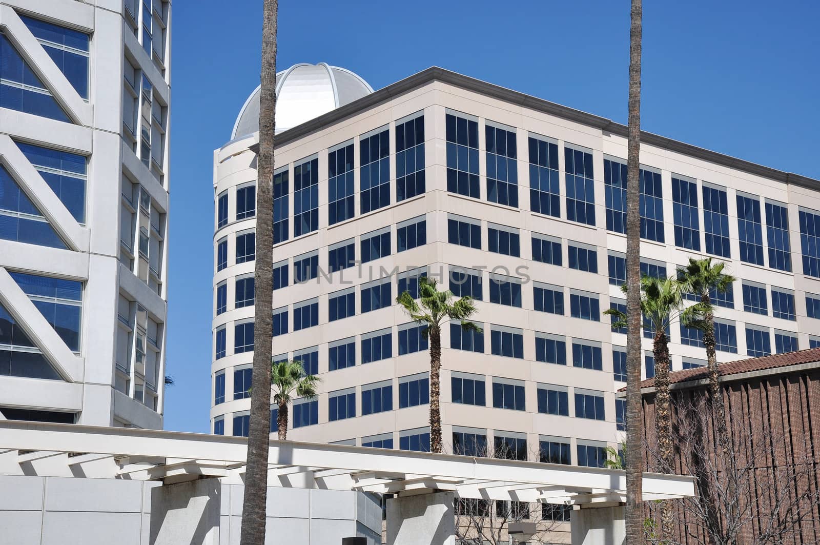 View of office towers and palm trees in downtown Riverside, California.