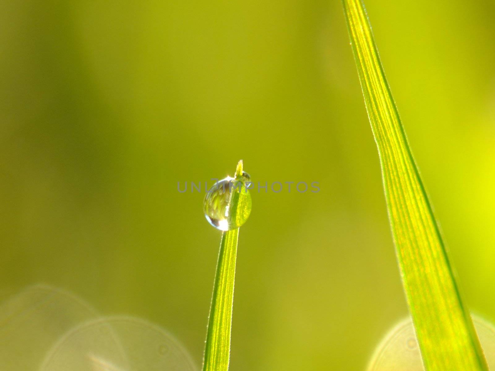 fresh green grass by yucas