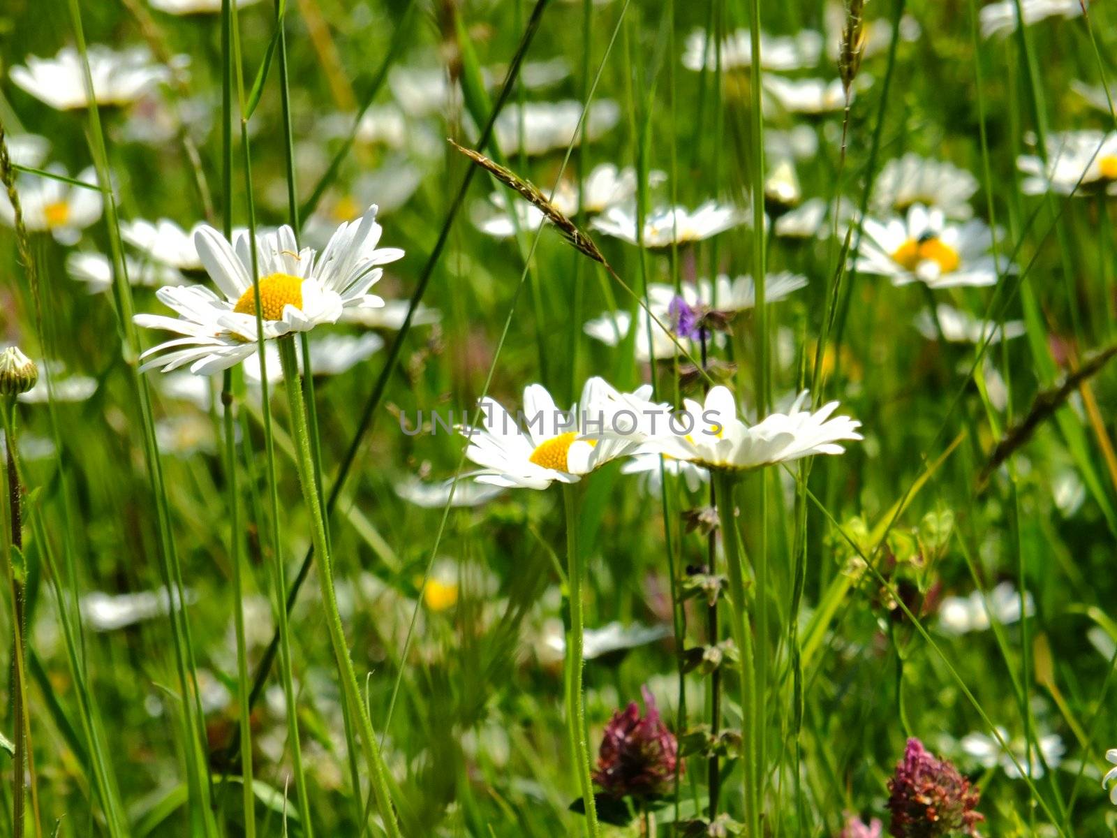 Field of daisies against bright blue sky