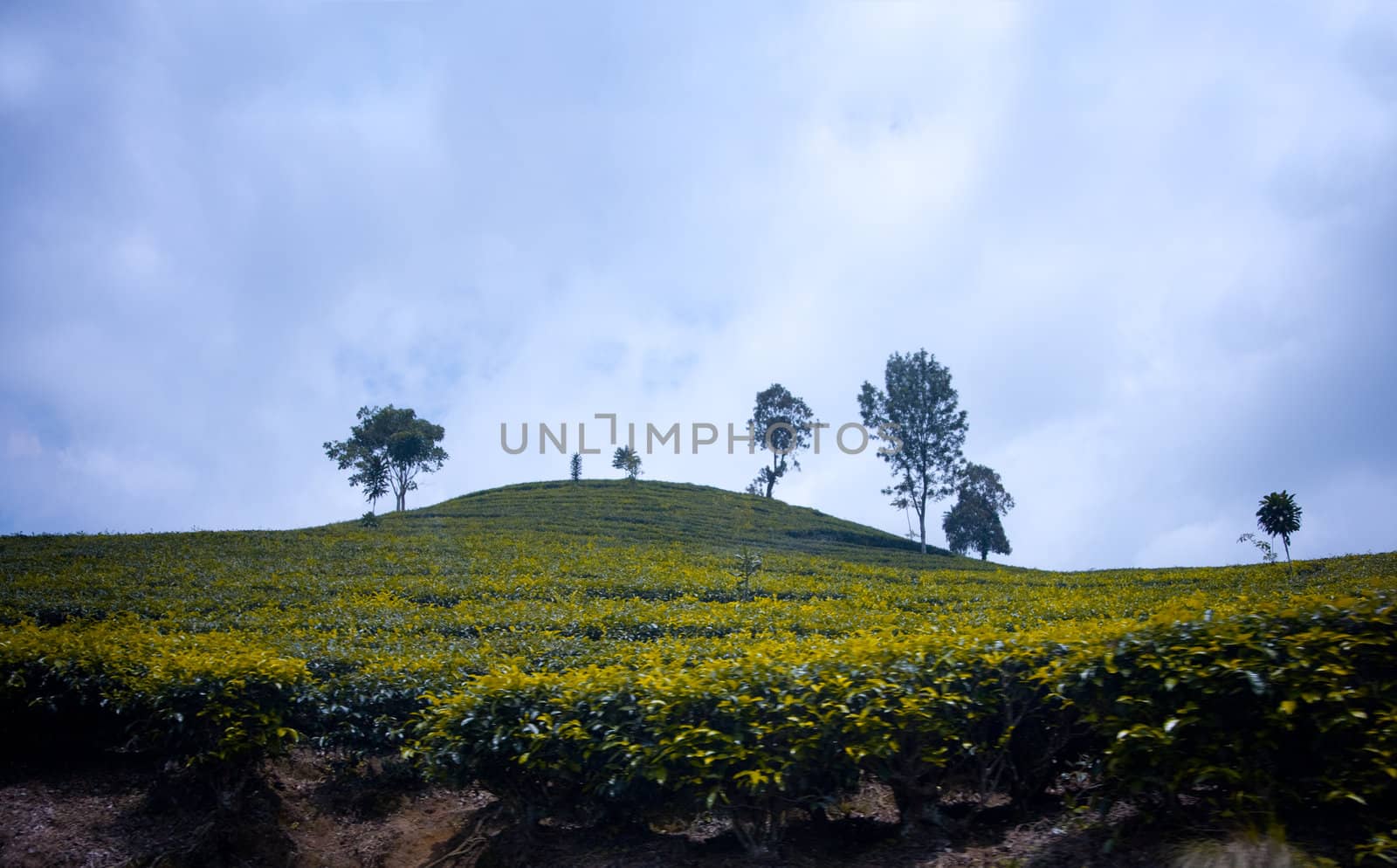 Indonesian tea fields by Lizard