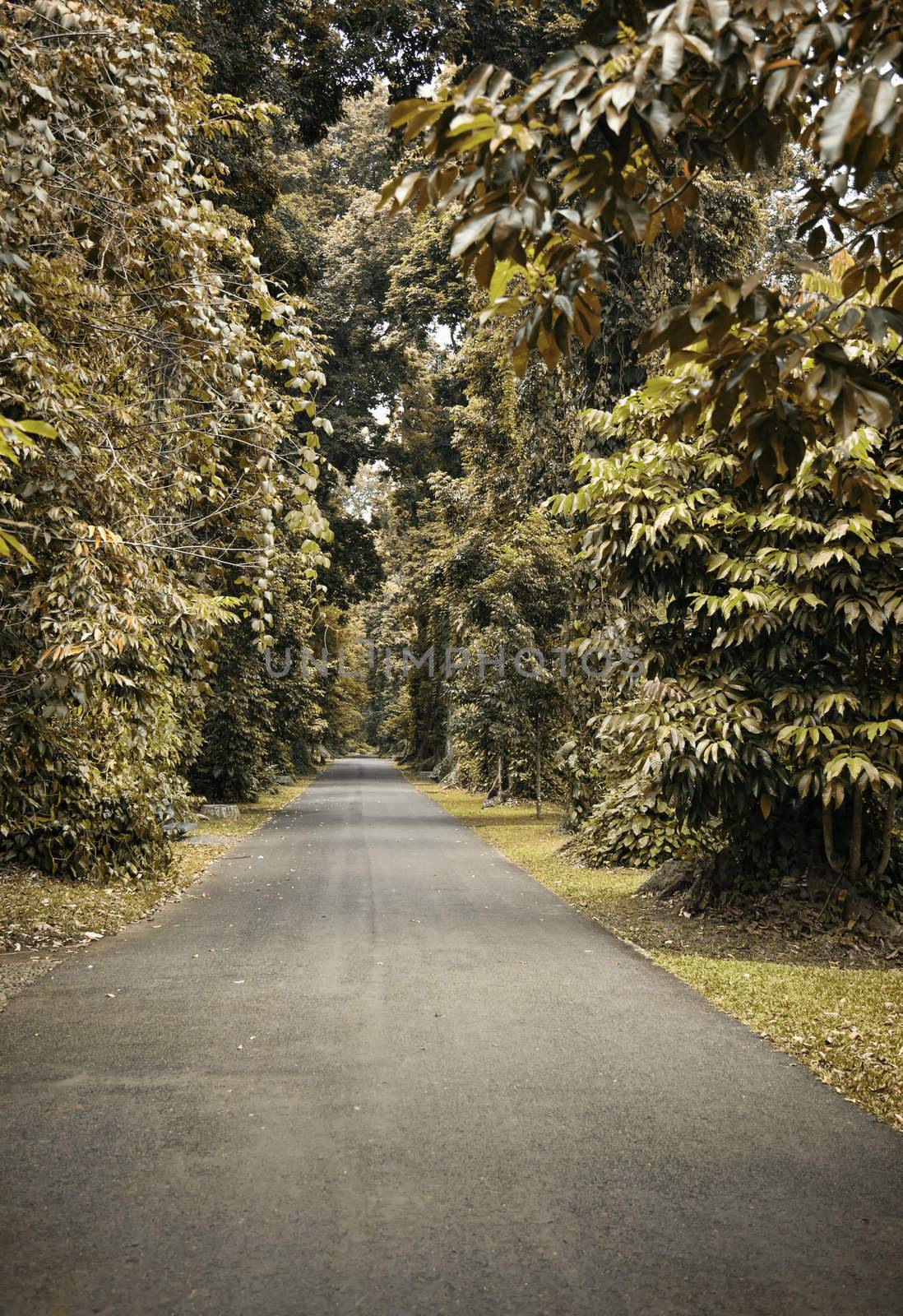 Pathway in Autumn by Lizard