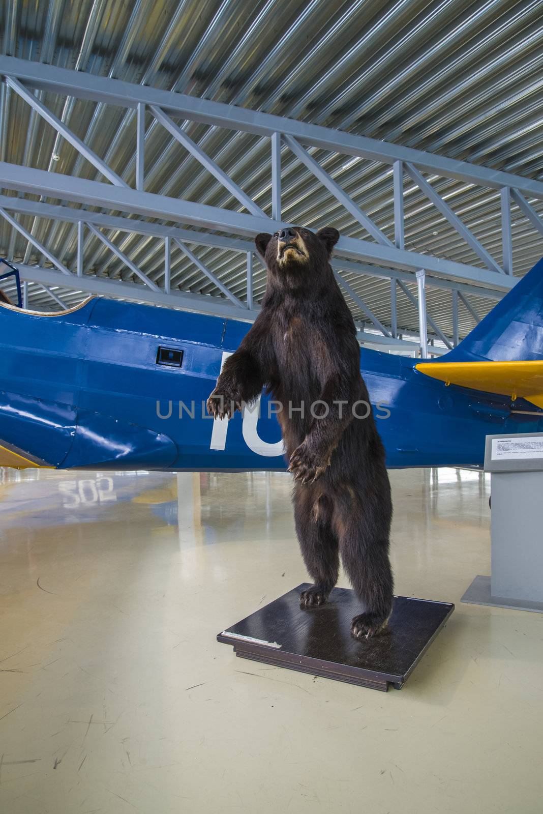 after a hunting trip in the canadian wilderness caught two of the officers in "little norway" a black bear cub that was called "funny" and was the camp mascot and animal companion, funny was particularly fond of cola, chocolate and especially beer, funny was taken to norway after the war, the pictures are shot in march 2013 by norwegian armed forces aircraft collection which is a military aviation museum located at gardermoen, north of oslo, norway.