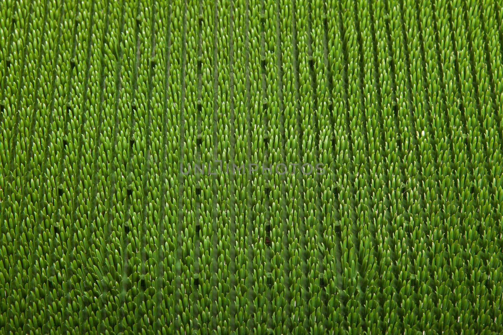 green carpet close up by shutswis