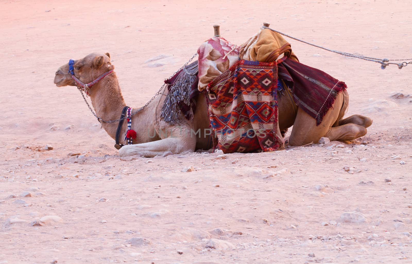 Camel sitting on a desert land  by thanomphong