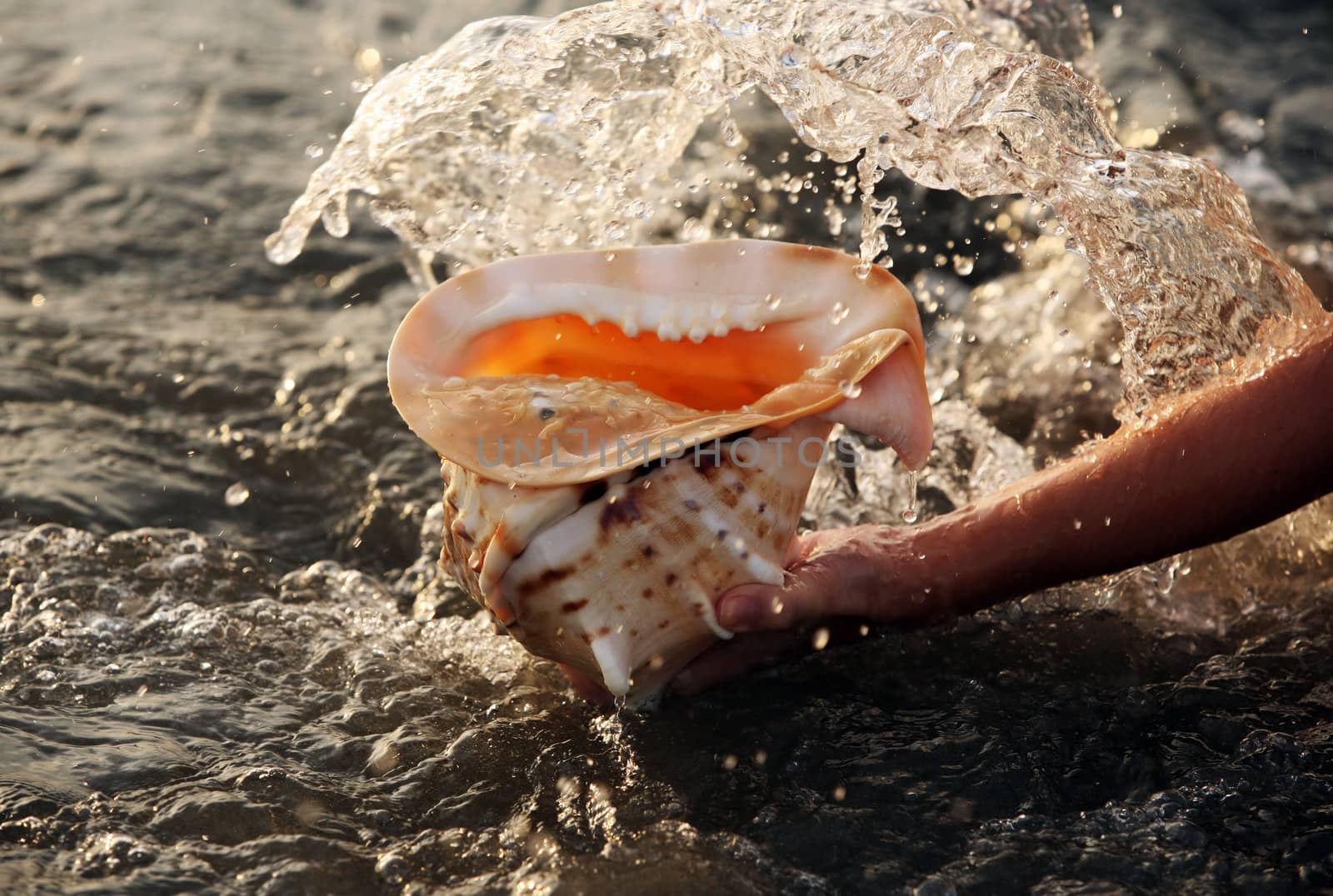 The big conch shell  on a background of water with sparks