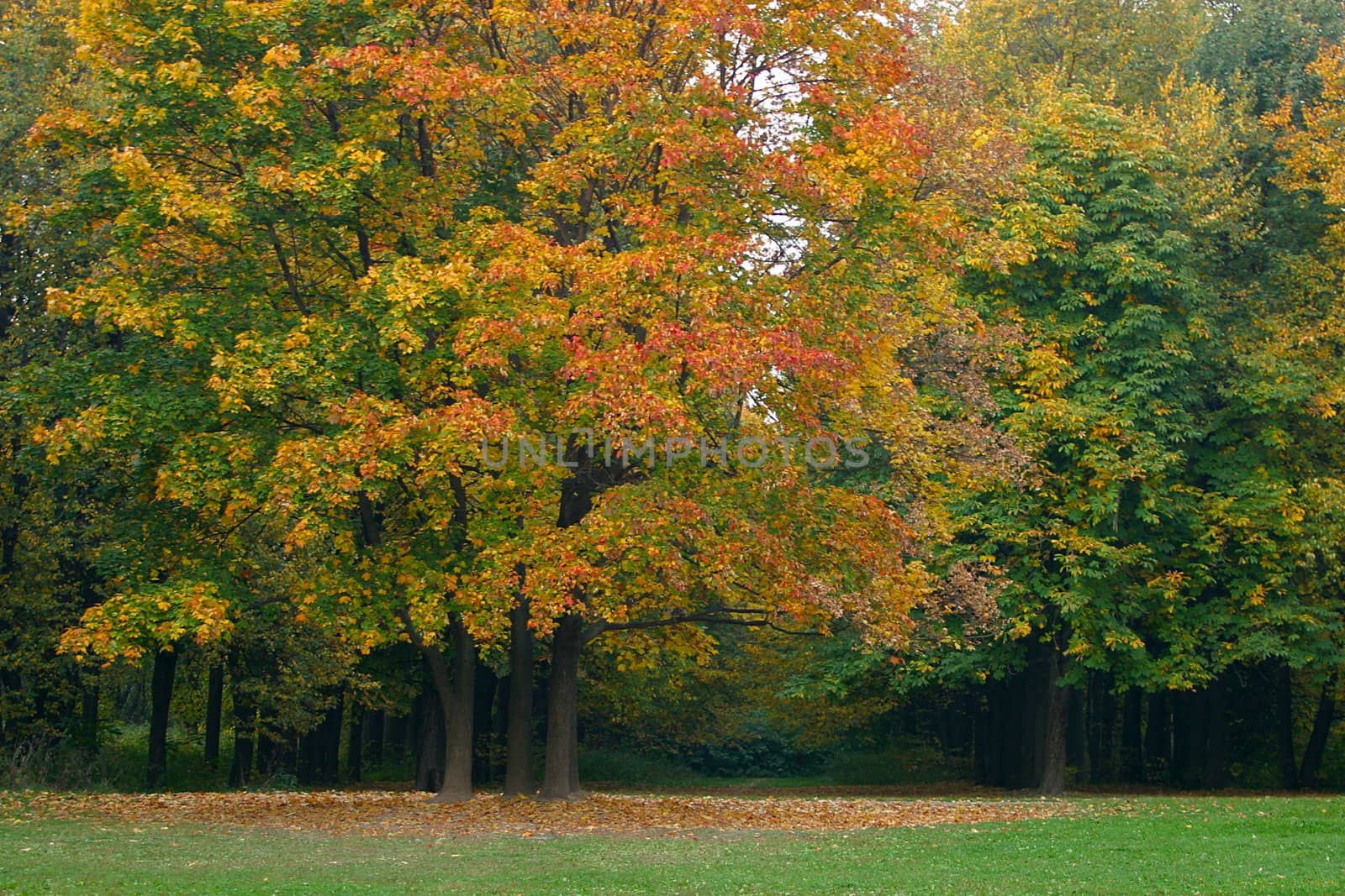 Many multi-coloured trees in autumn park