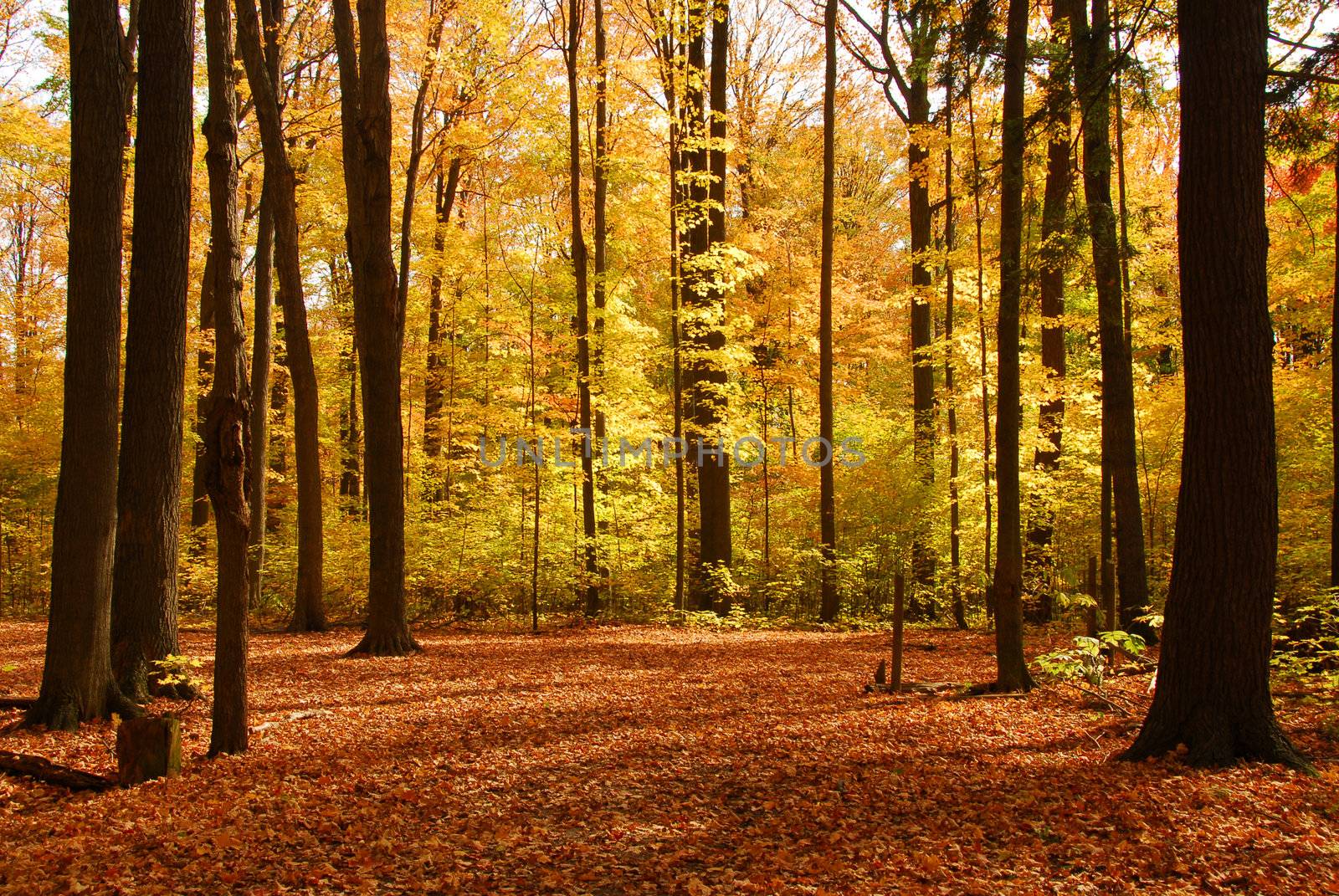 Fall forest landscape by elenathewise