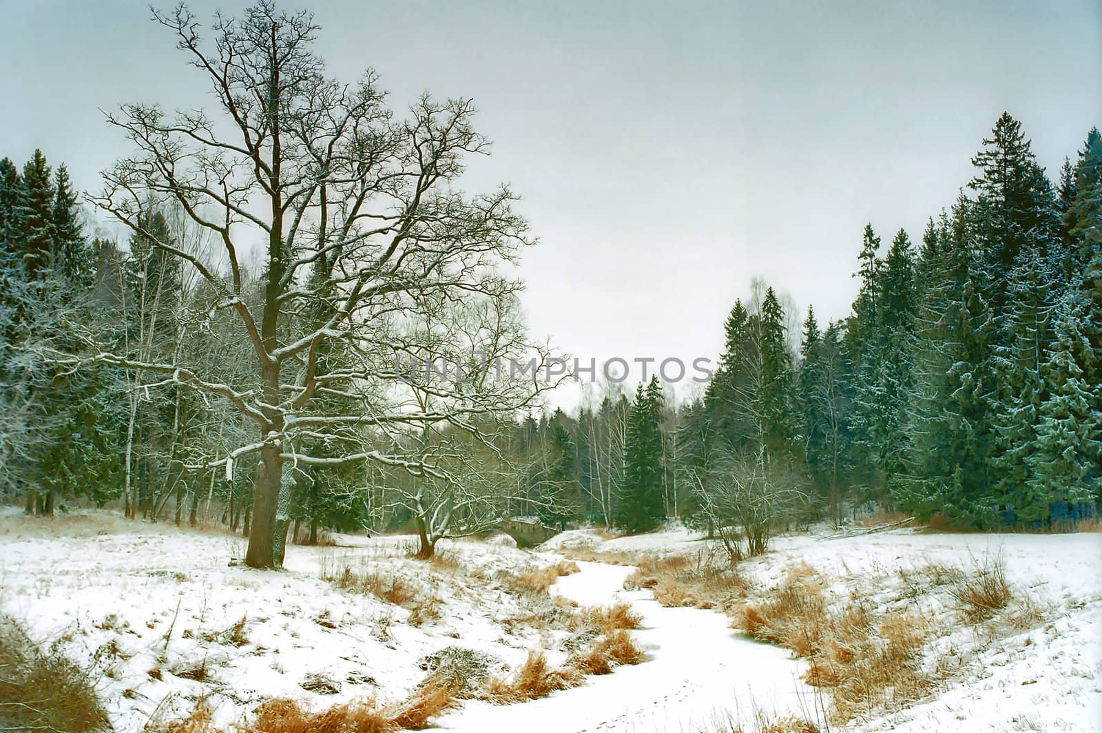 Ice covered river with yellow dead grass on forest background