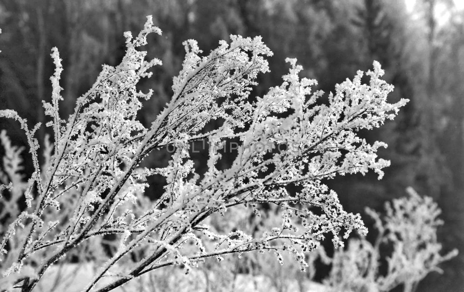Ised grass on the forest background monochrome