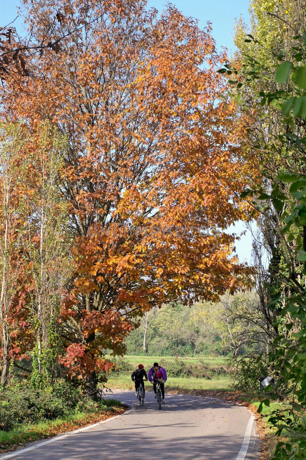 Two cyclists  passing under the shadow of a yellow tree in autumn