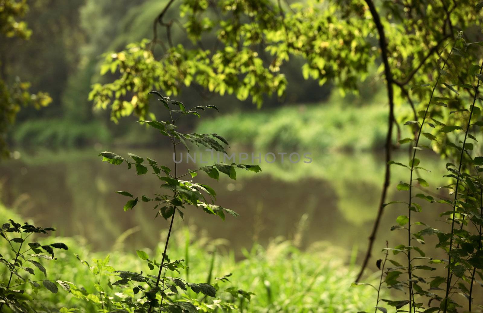 The image of a trees on coast of the river