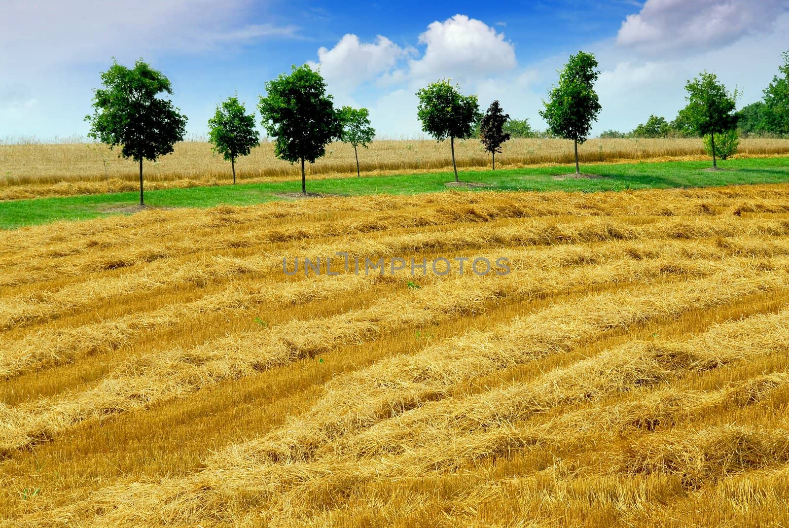 Farm field with yellow harvested grain