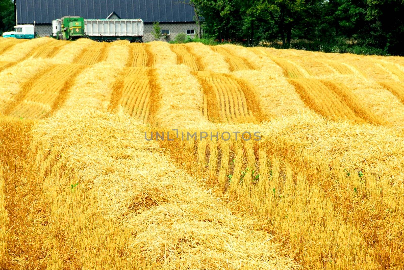 Farm field with yellow harvested grain and farmhouse