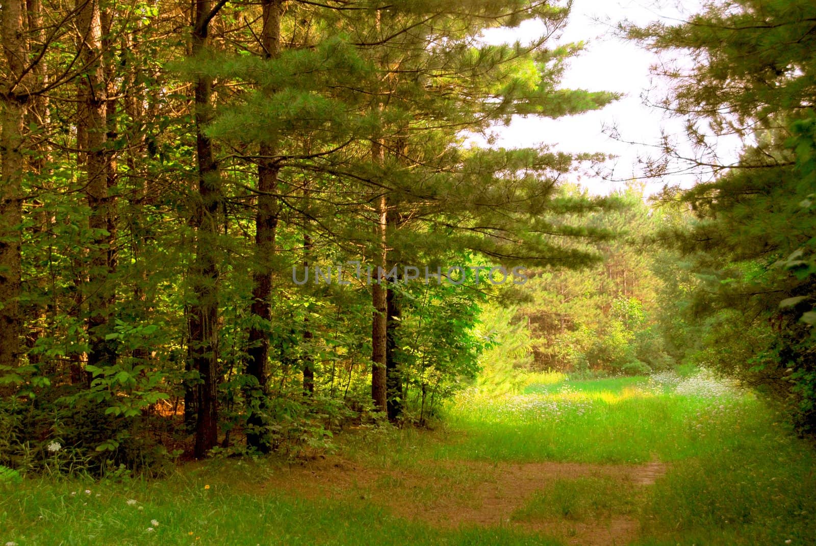 Green quiet forest on hot summer day