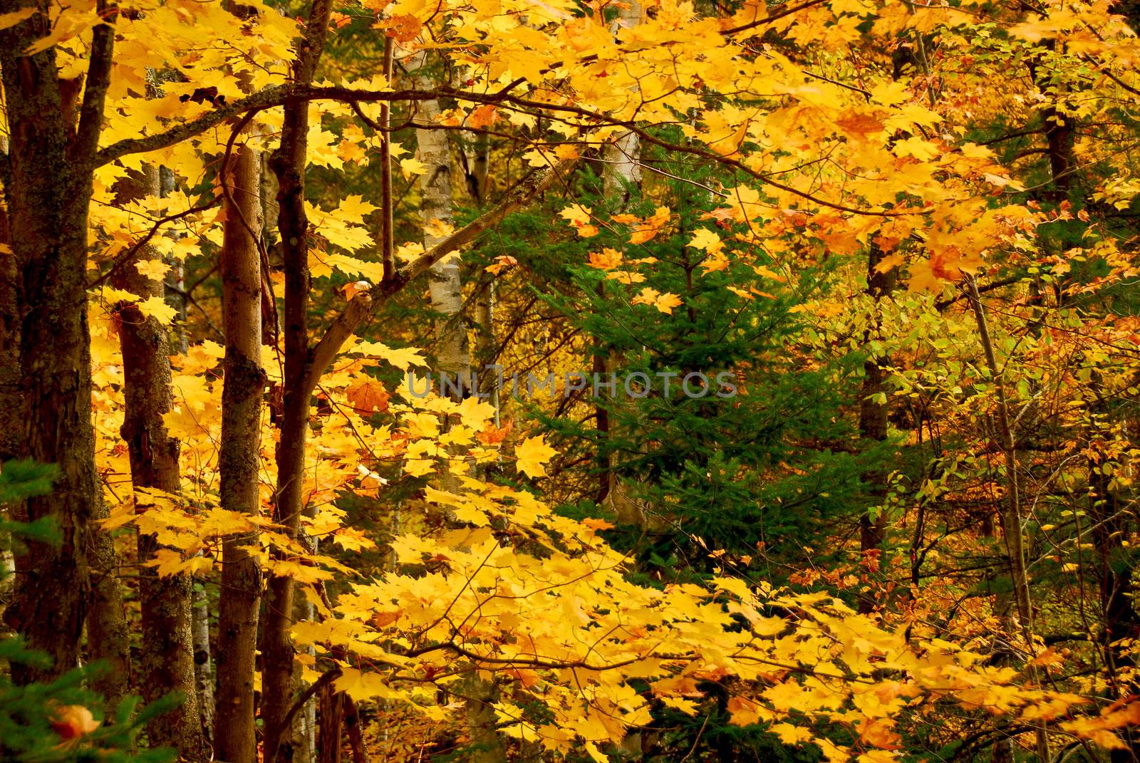 Colorful fall forest background with maples trees