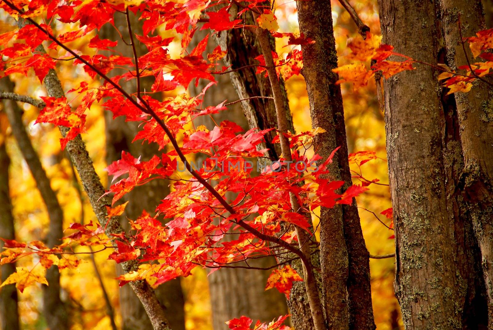Colorful fall forest background with red maples leaves