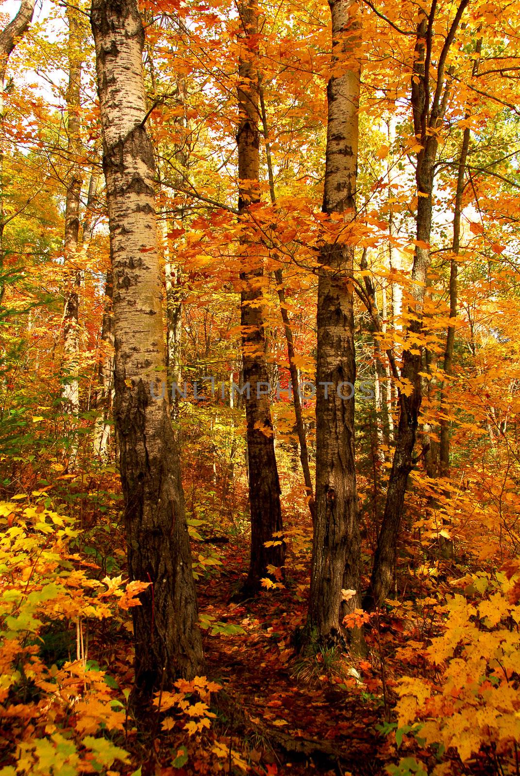 Golden fall forest with hiking trail