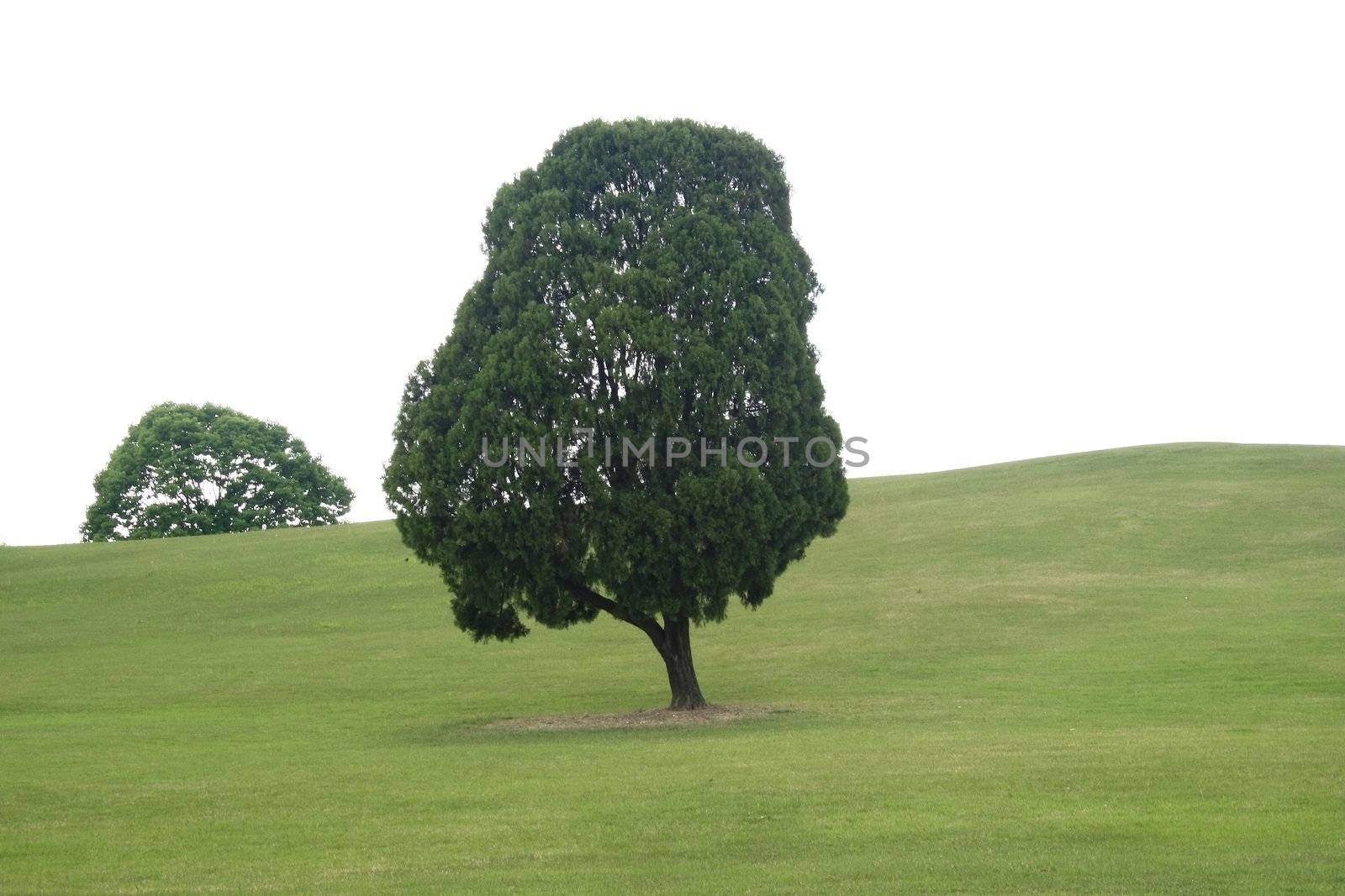 Spring Landscape with a tree daytime during spring