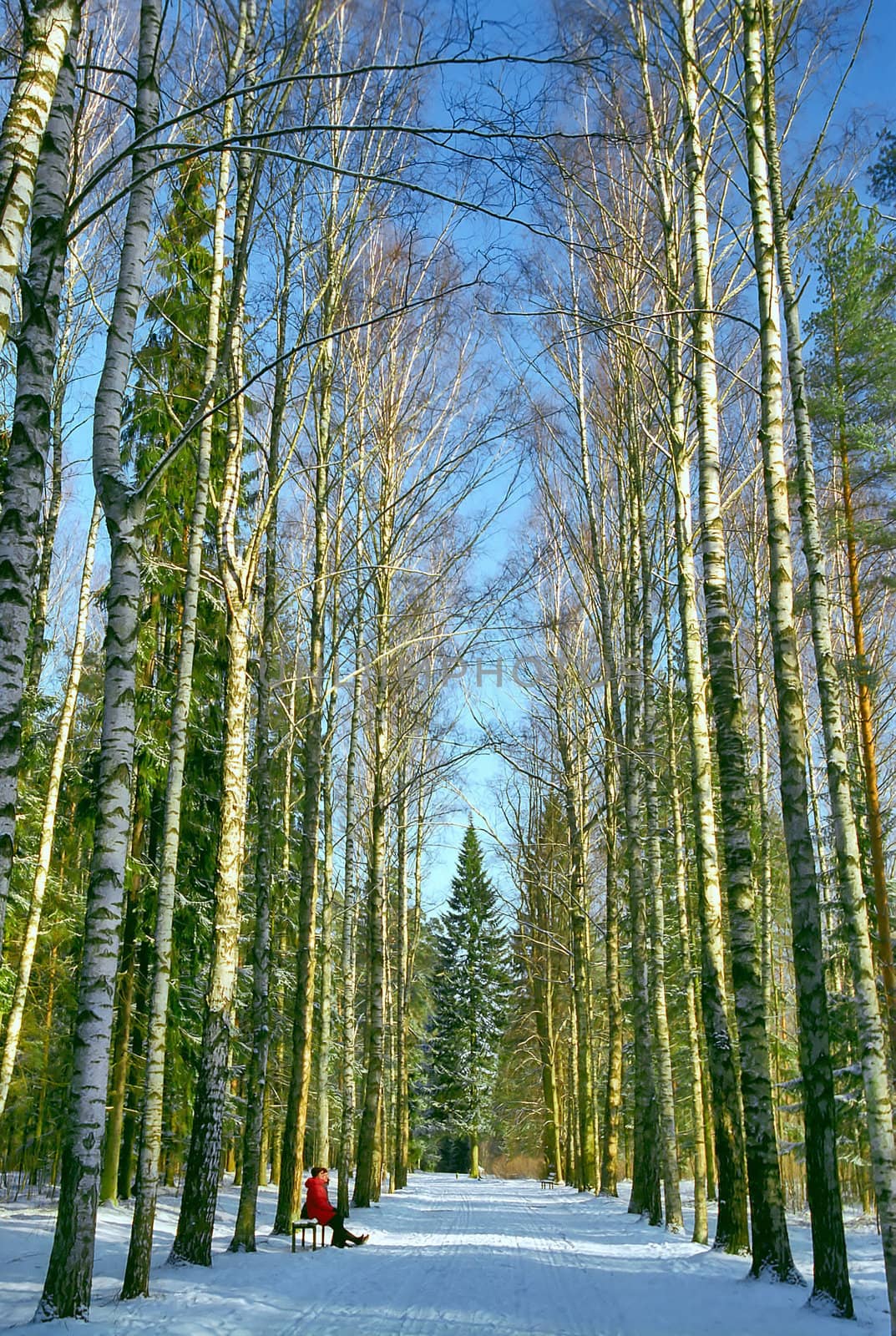 Winter birch alley with humans on the far-off bench  