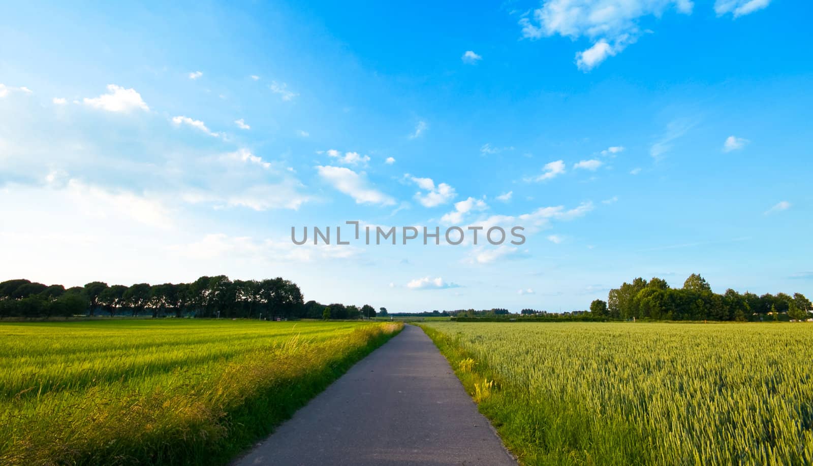 fresh green farmlandscape with road by karinclaus
