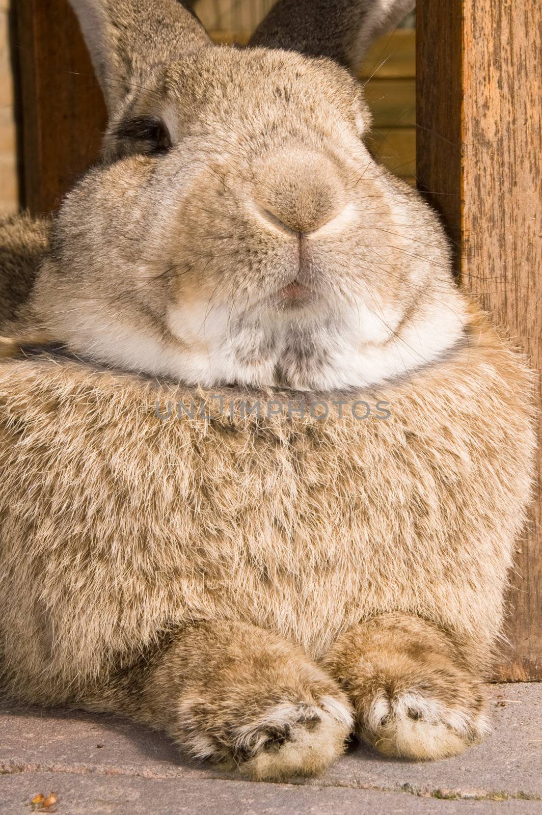 bunny looking like he is the boss