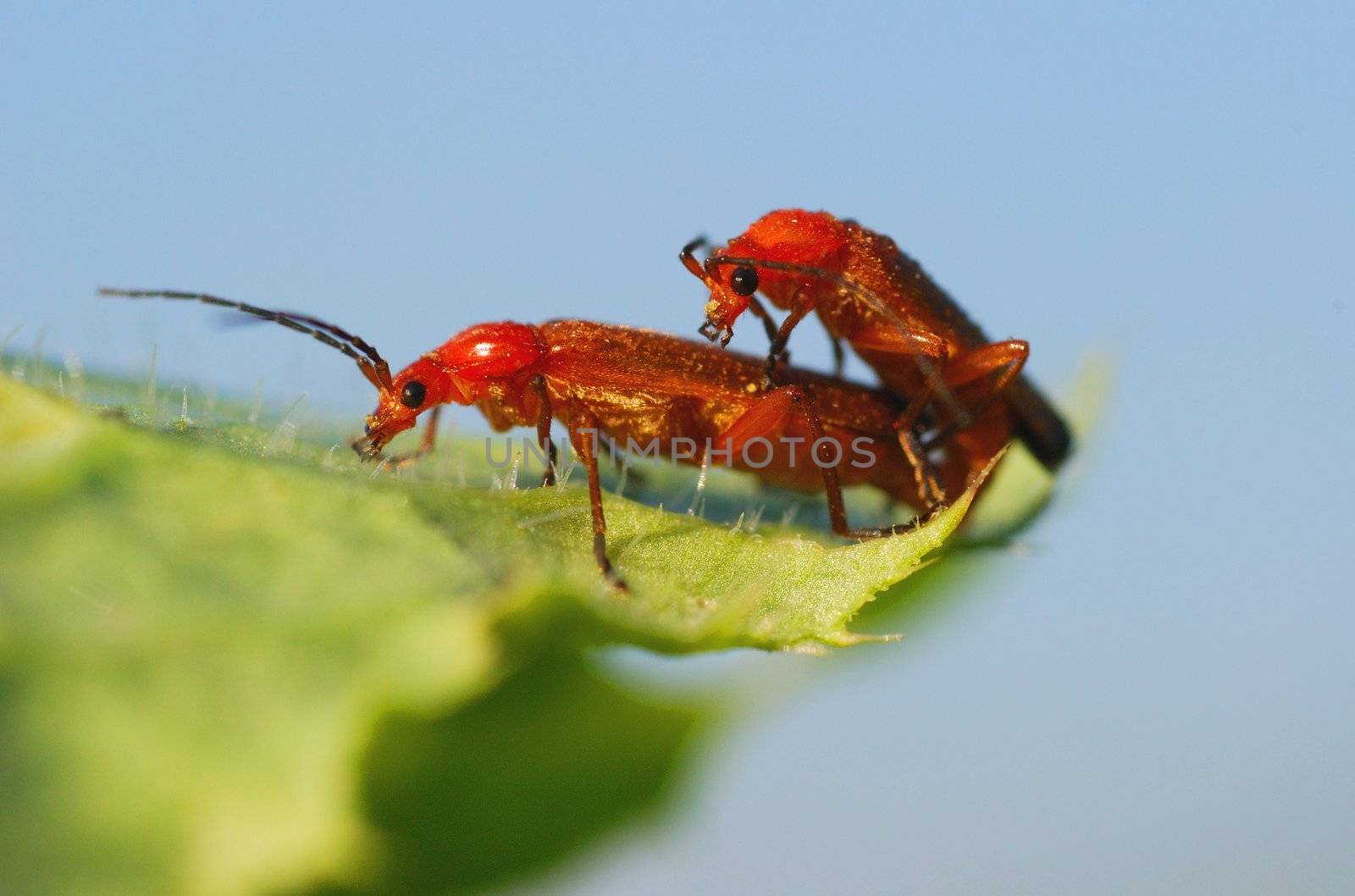 The spring has come, everyone want love and insects not exception.