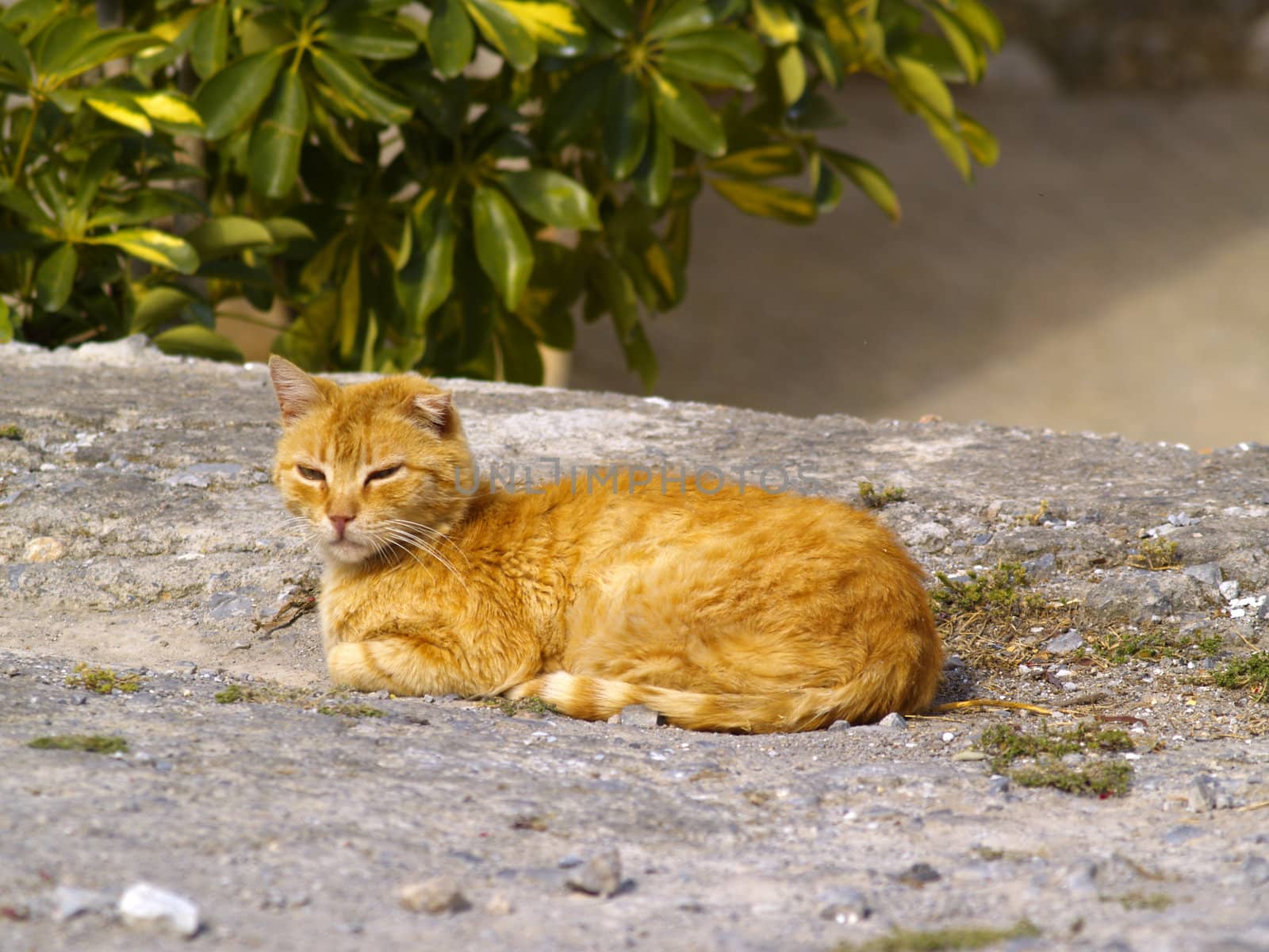 greek stray cat