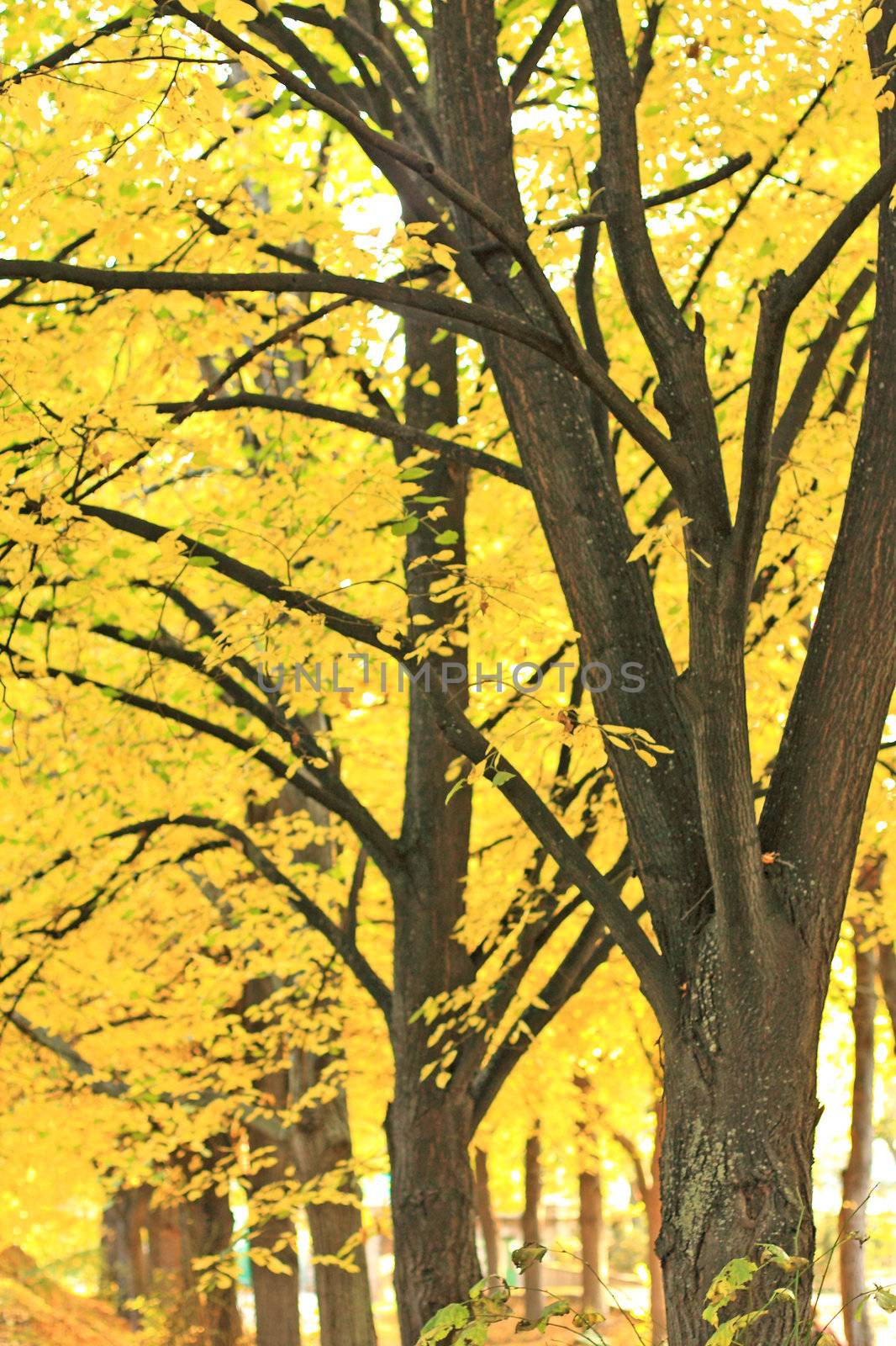 Autumn trees by Lessadar