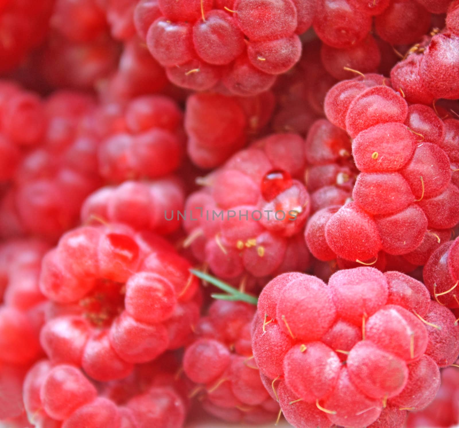 Close up of the red juicy raspberries