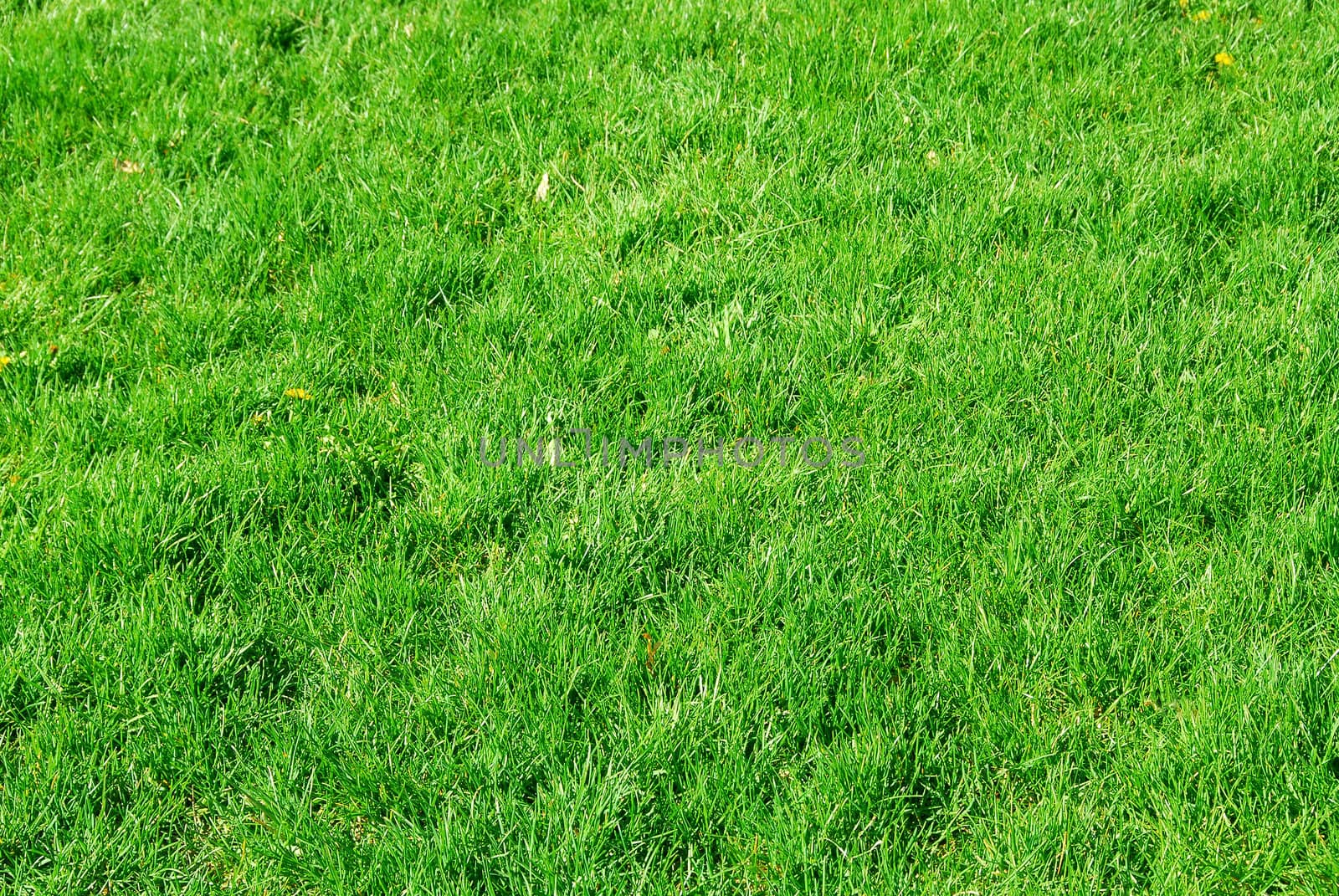 Green grass abstract background lawn spring summer 