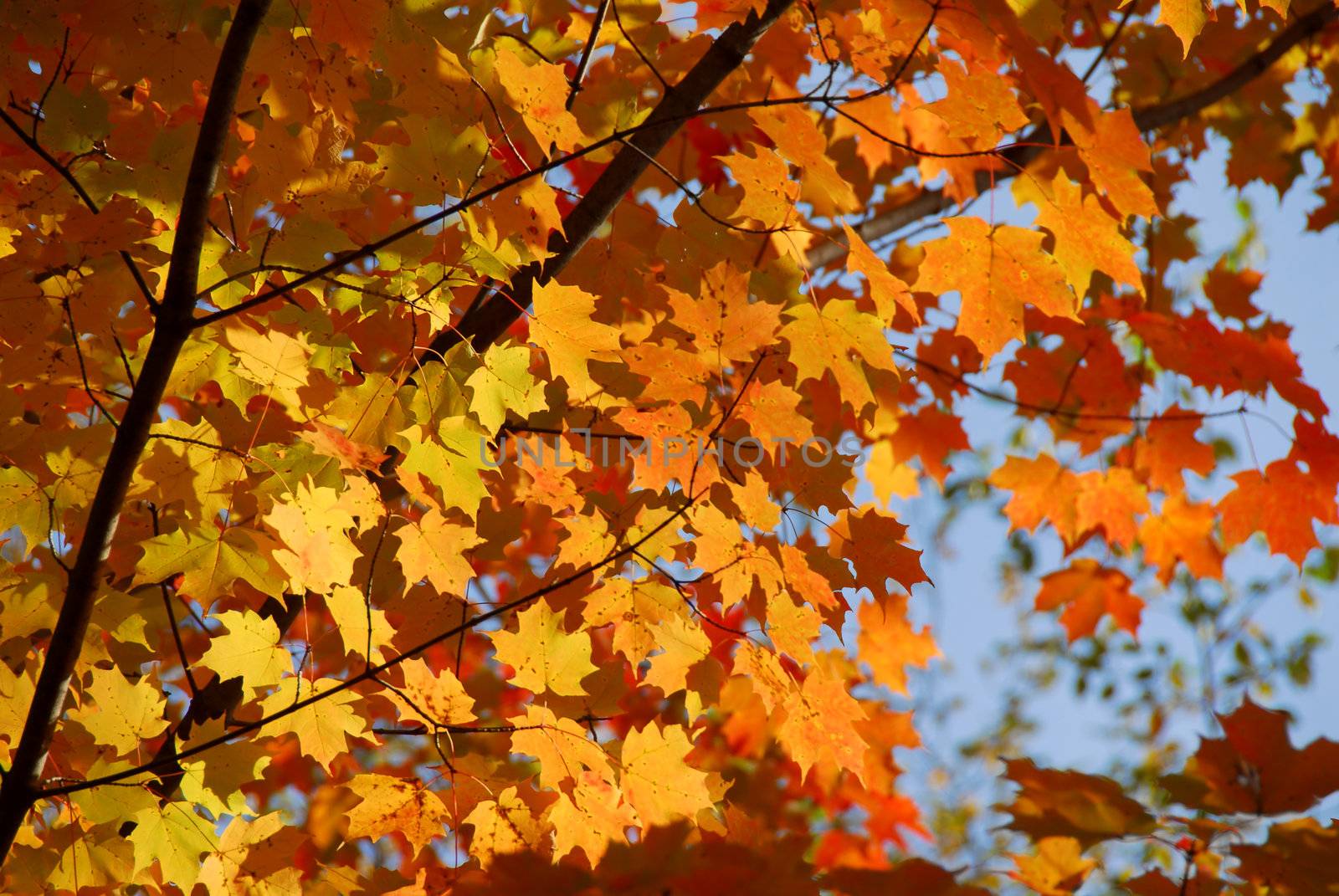 Colorful leaves of a maple tree in the fall
