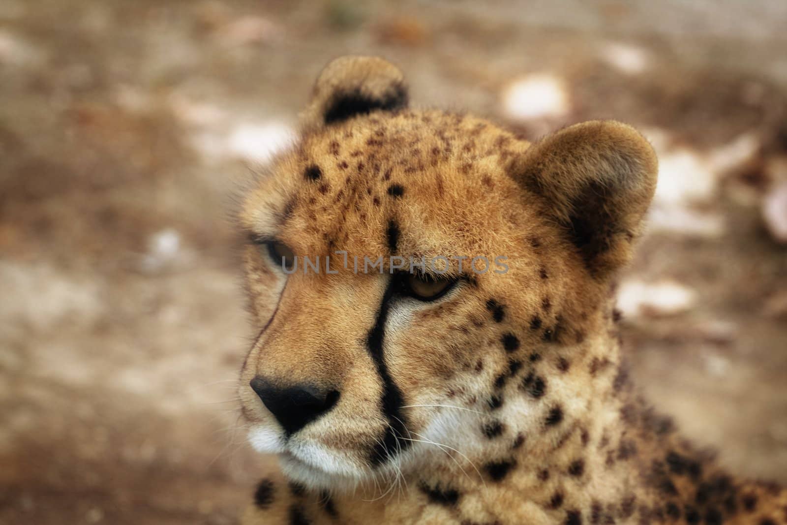 Close up of a cheetah in the nature