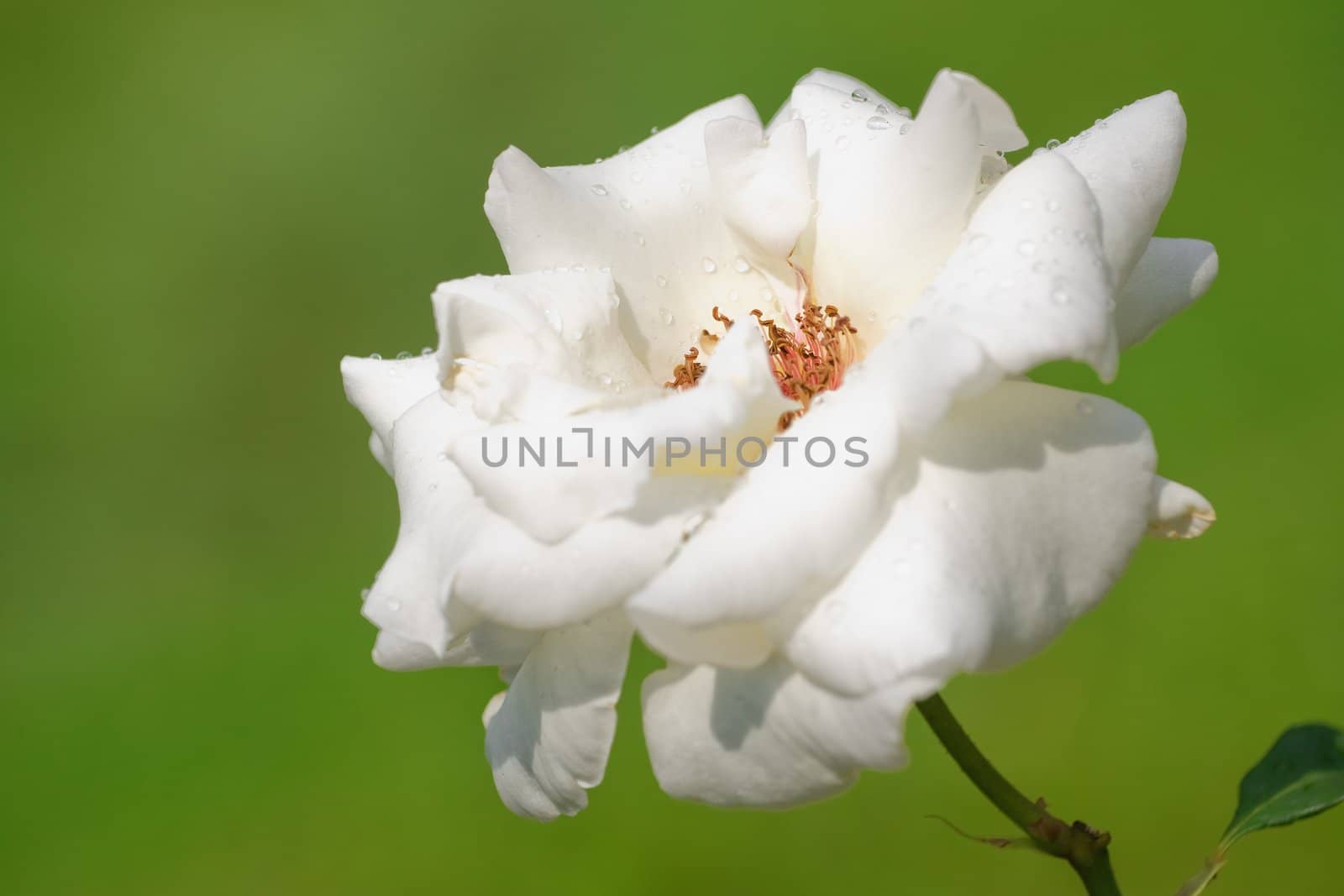 White wet rose in the garden in spring time