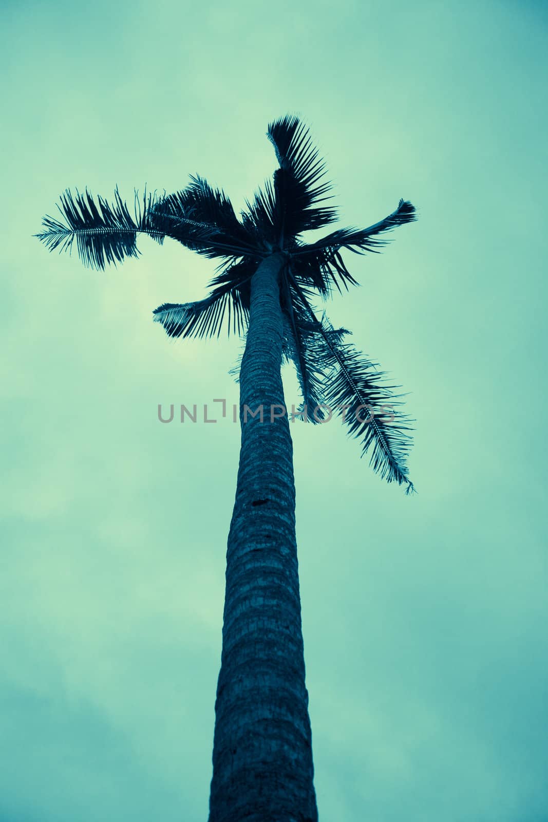 Palm tree ,retro style toned photo with space for your text