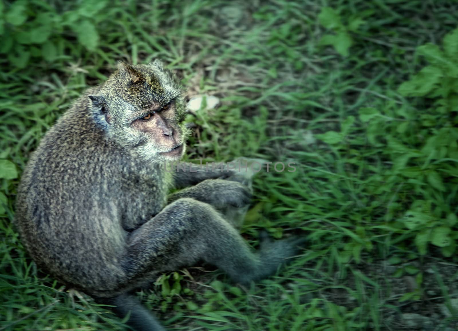 Wild monkey sitting, artistic processed and toned photo by Lizard