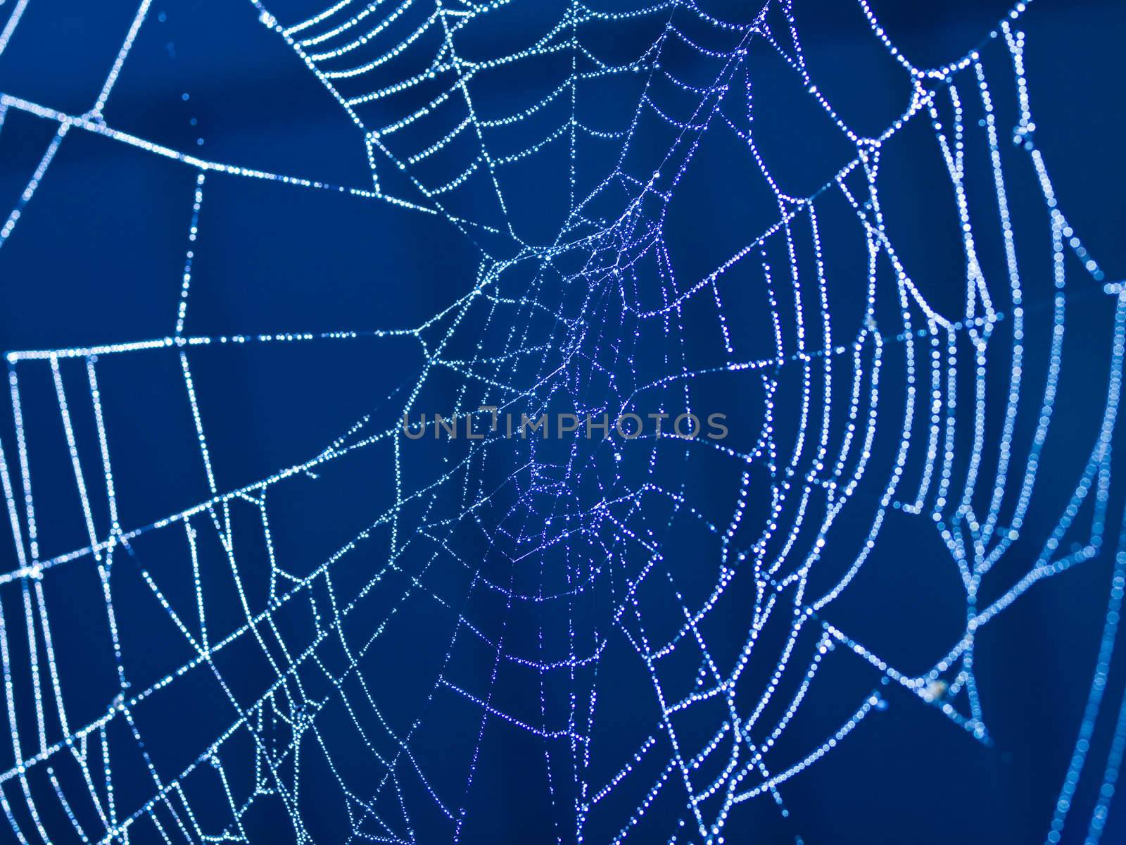 Spider Web Covered with Sparkling Dew Drops