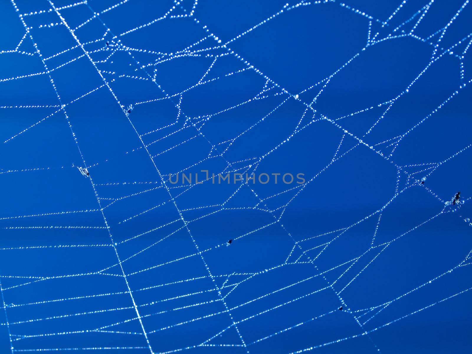 Spider Web Covered with Sparkling Dew Drops