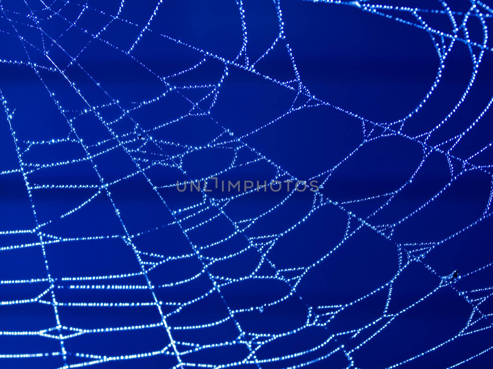 Spider Web Covered with Sparkling Dew Drops