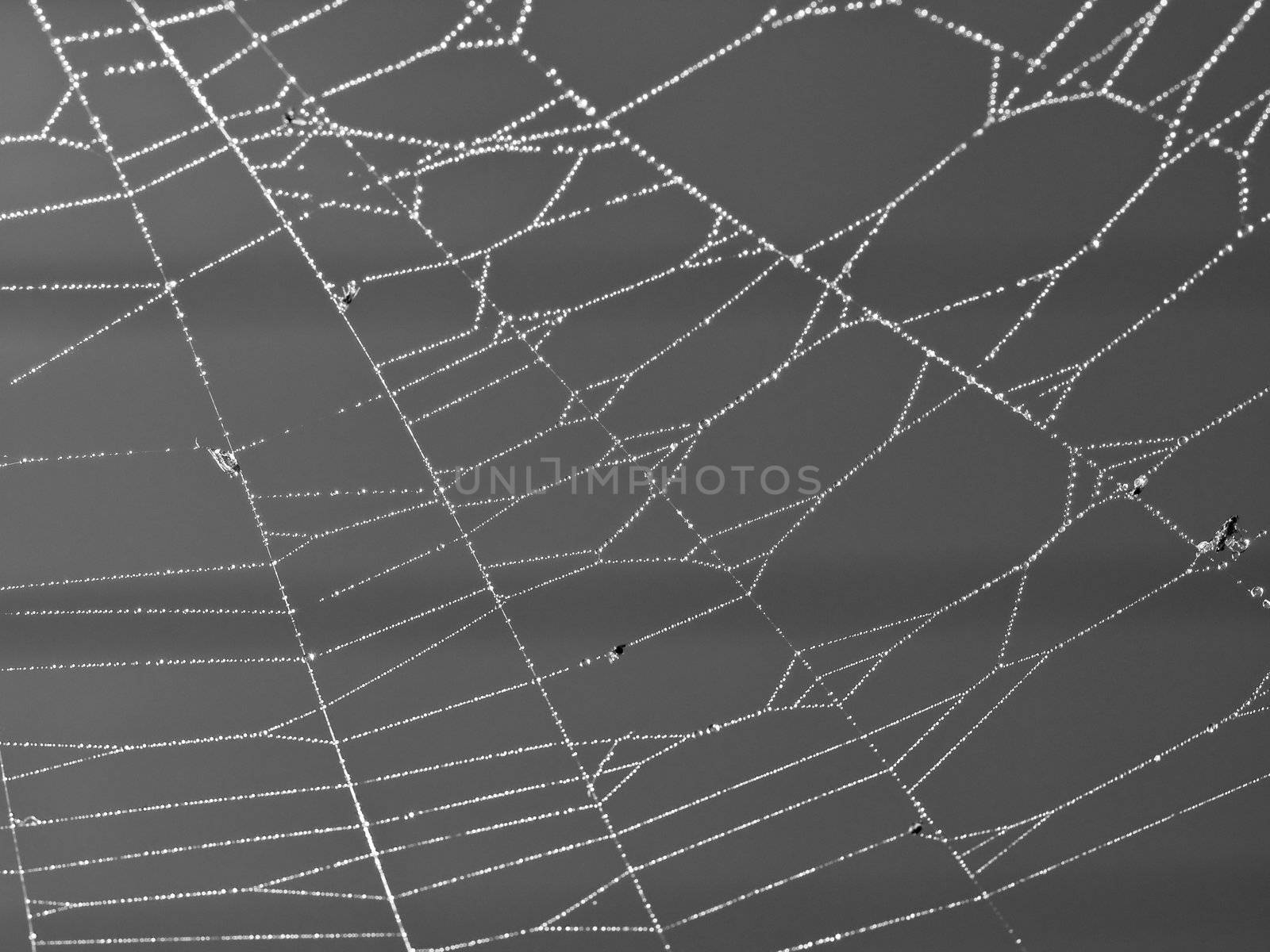 Spider Web Covered with Sparkling Dew Drops