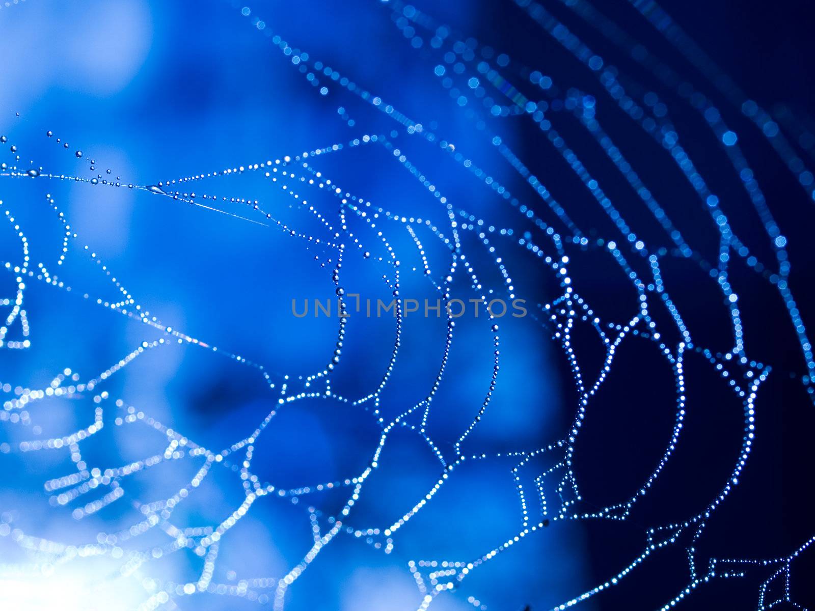 Spider Web Covered with Sparkling Dew Drops