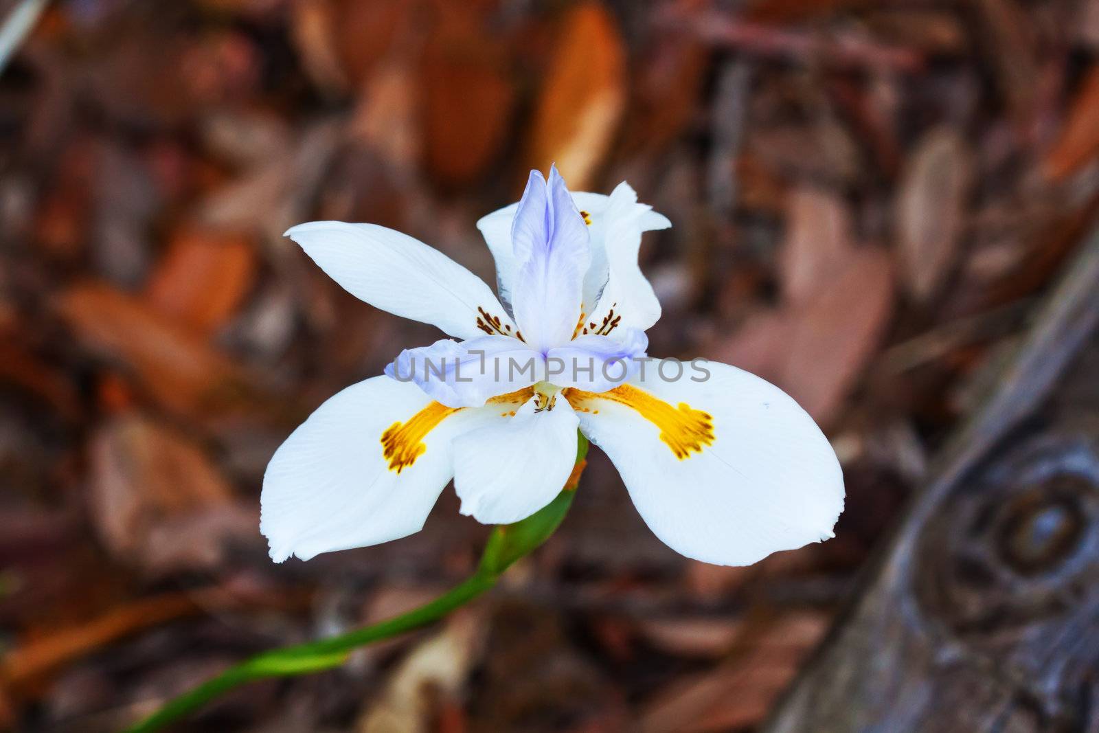 White Iris Flower outdoors isolated on ground