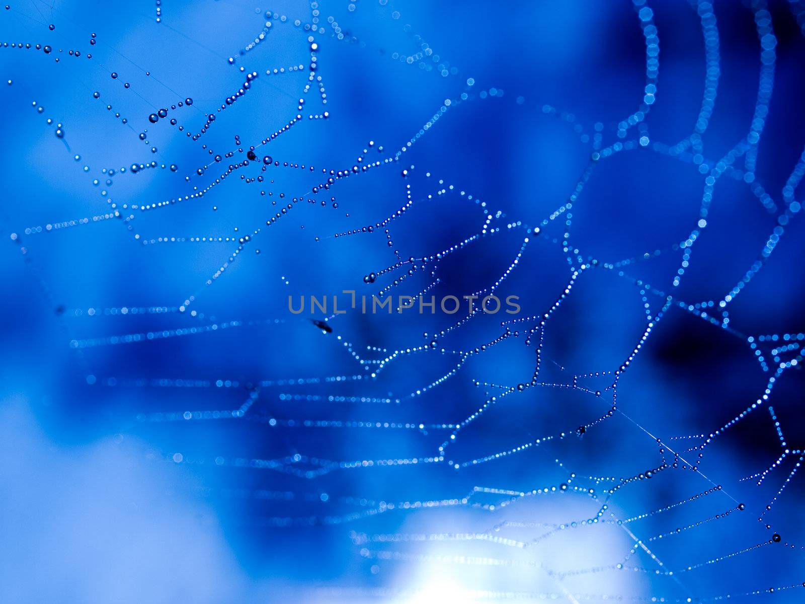 Spider Web Covered with Sparkling Dew Drops