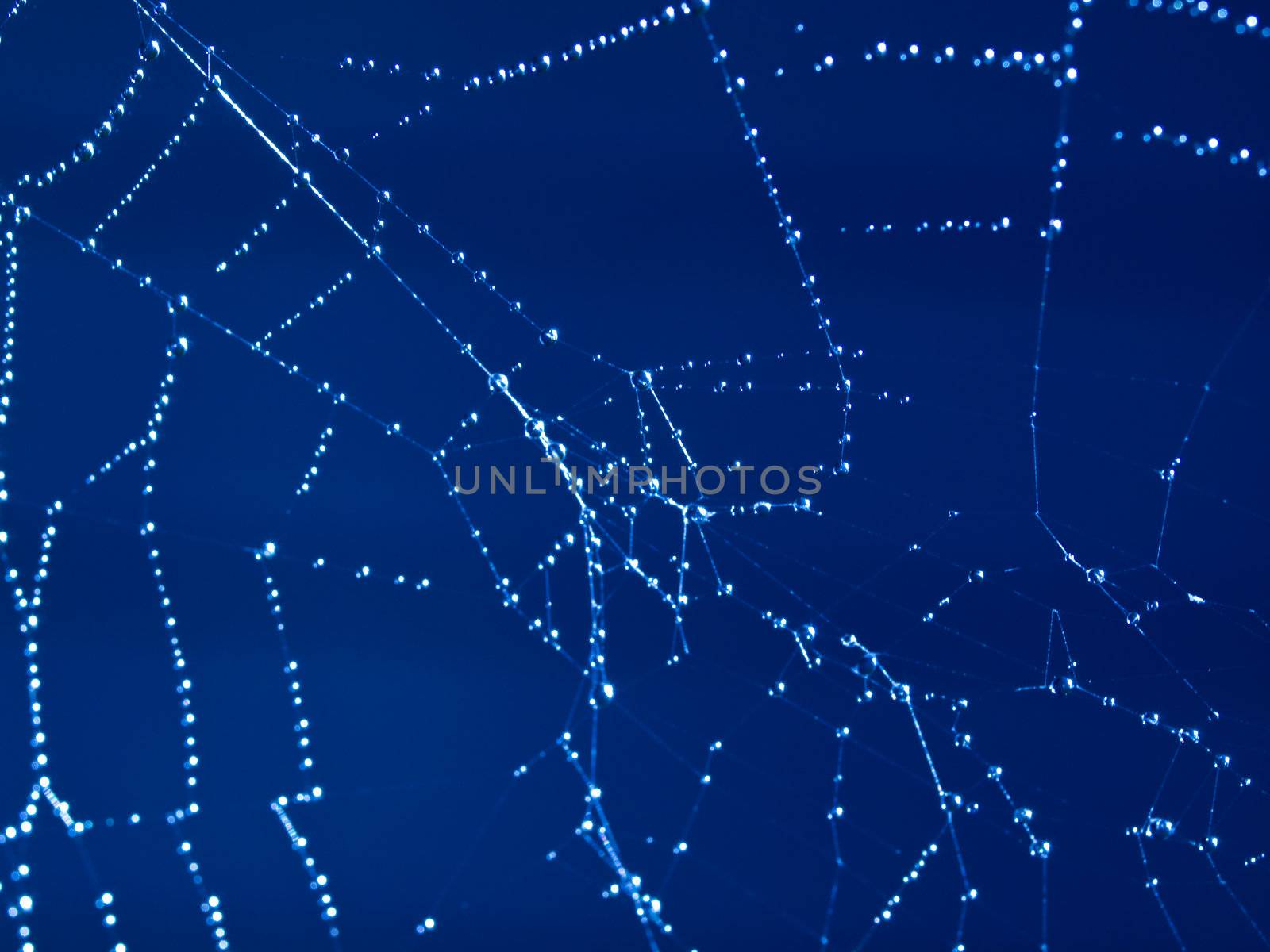 Spider Web Covered with Sparkling Dew Drops