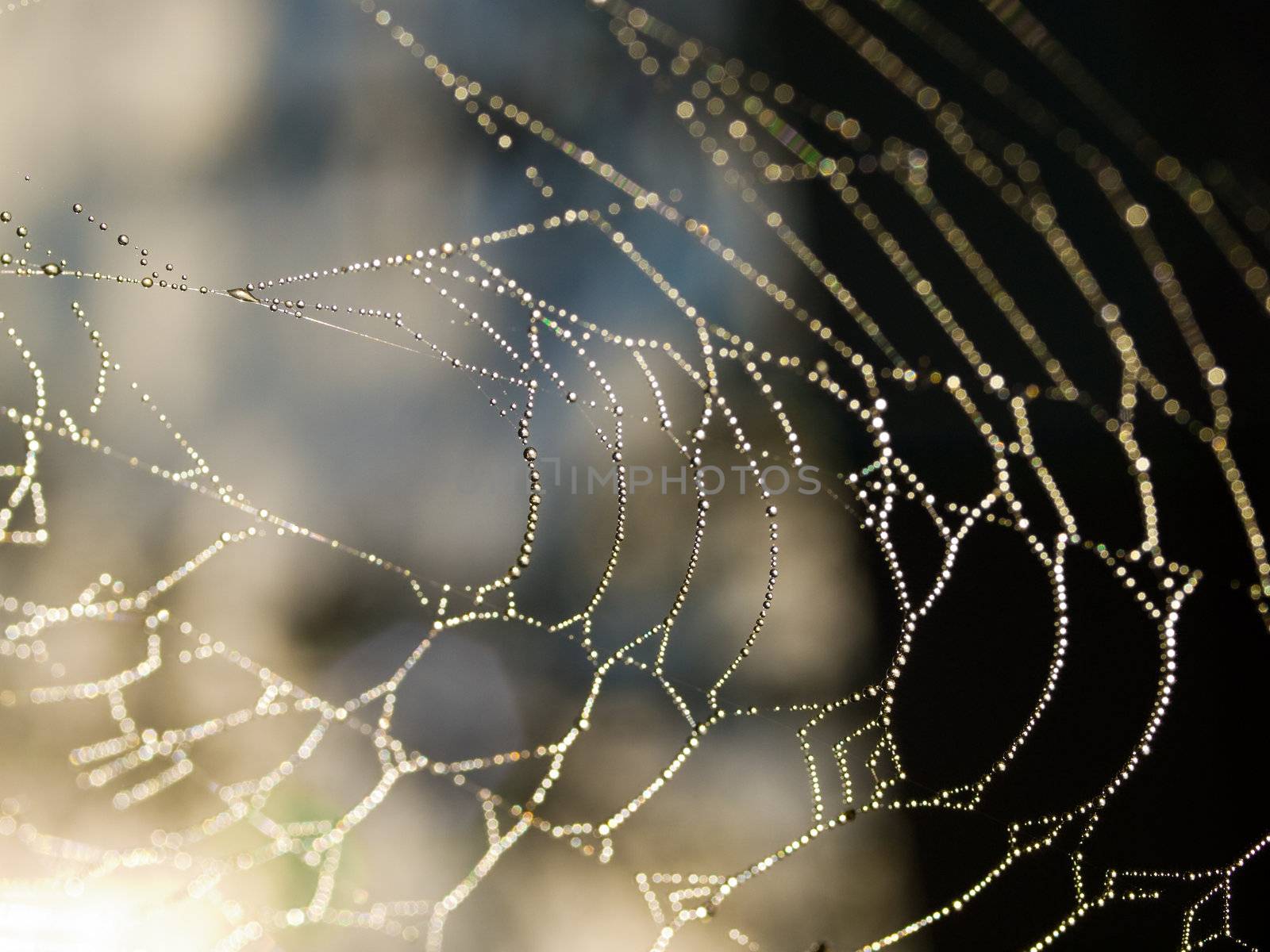 Spider Web Covered with Sparkling Dew Drops