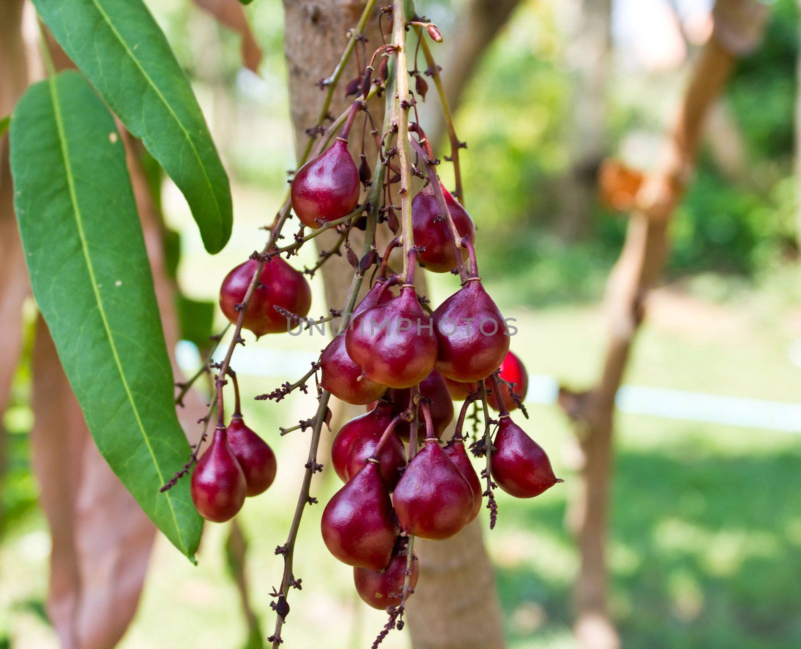 Purple fruit. Lepisanthes fruticosa (Roxb.)Leenh.Local Fruits of Thailand