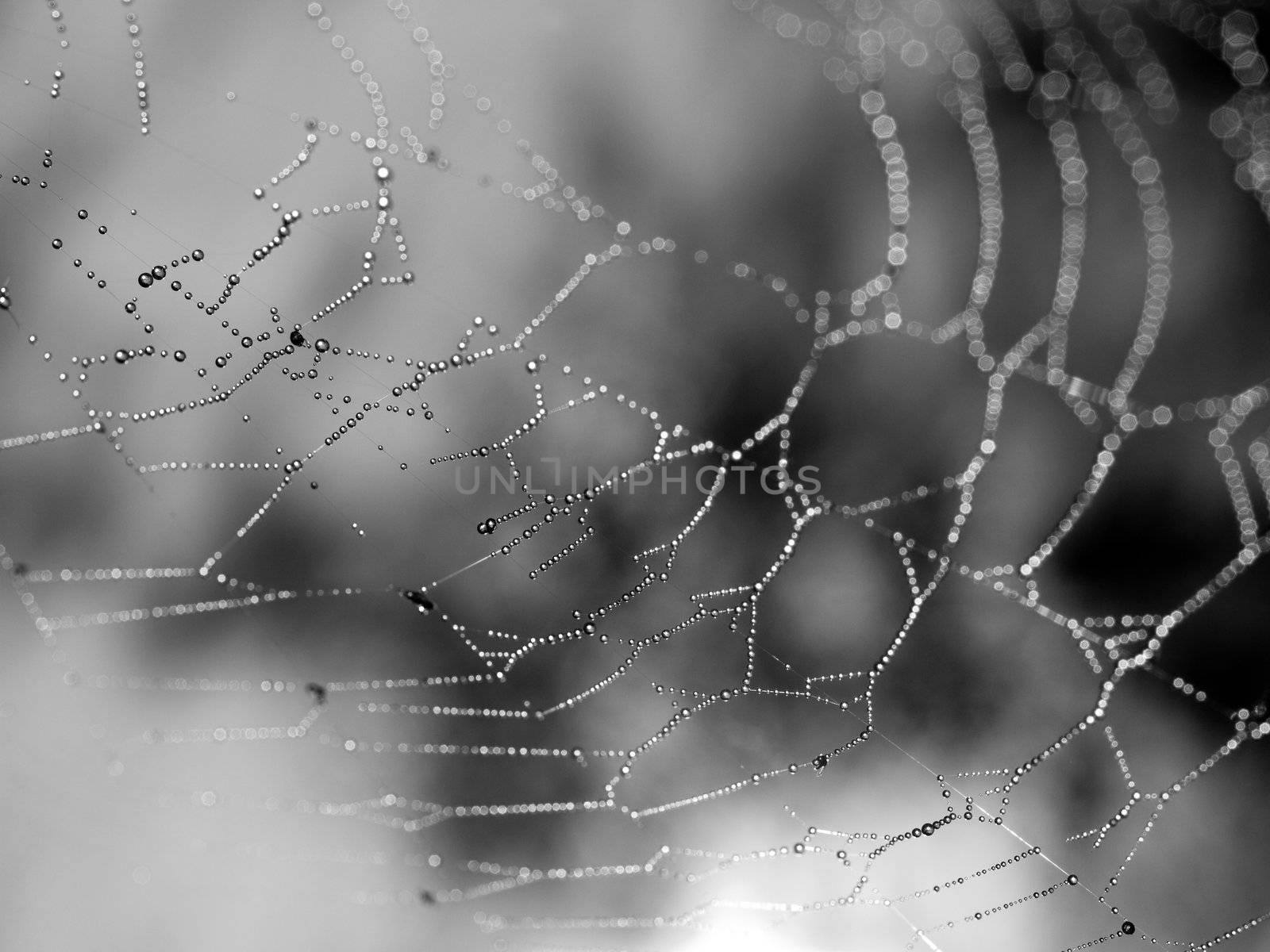 Spider Web Covered with Sparkling Dew Drops