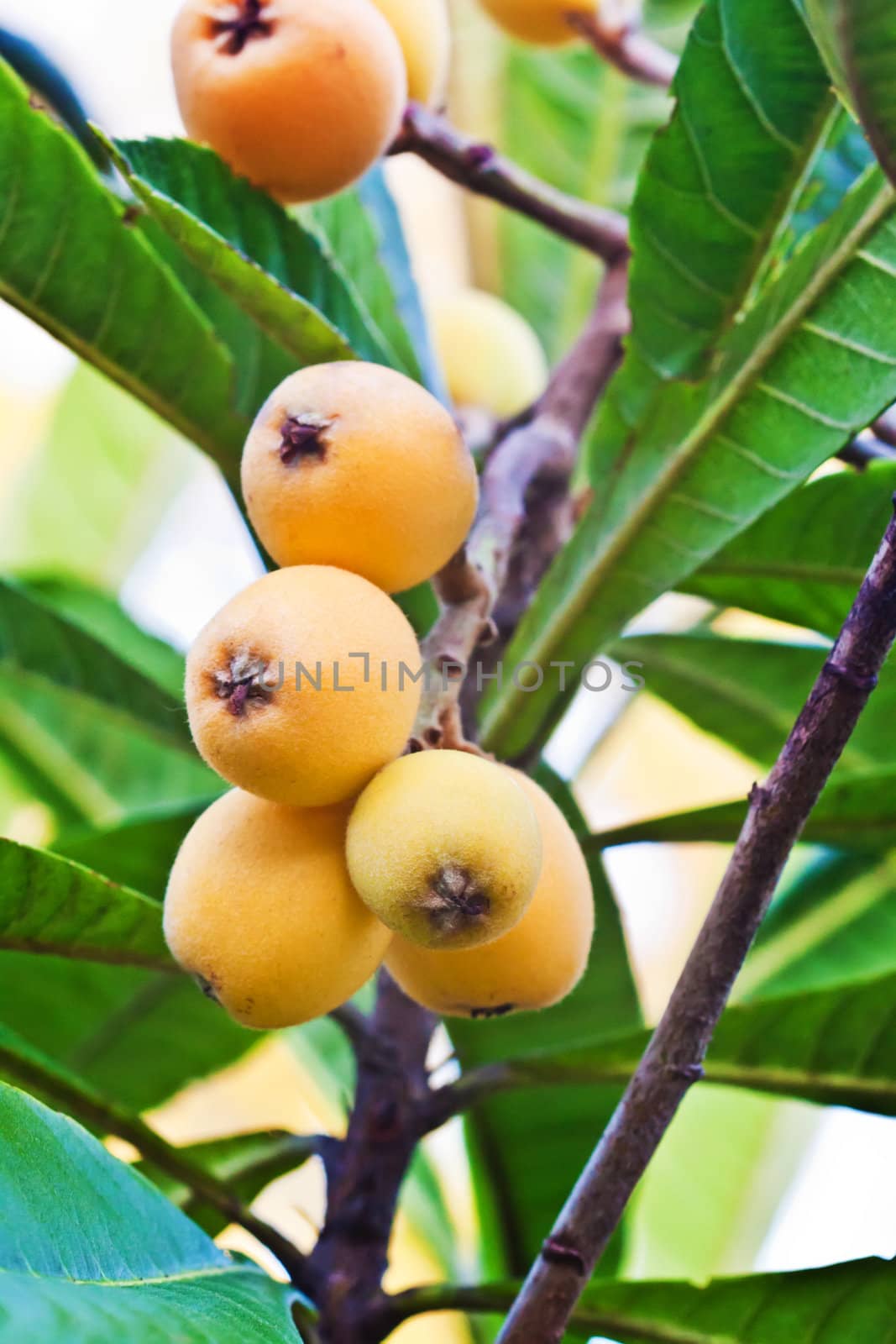 Close up of Loquat on the three